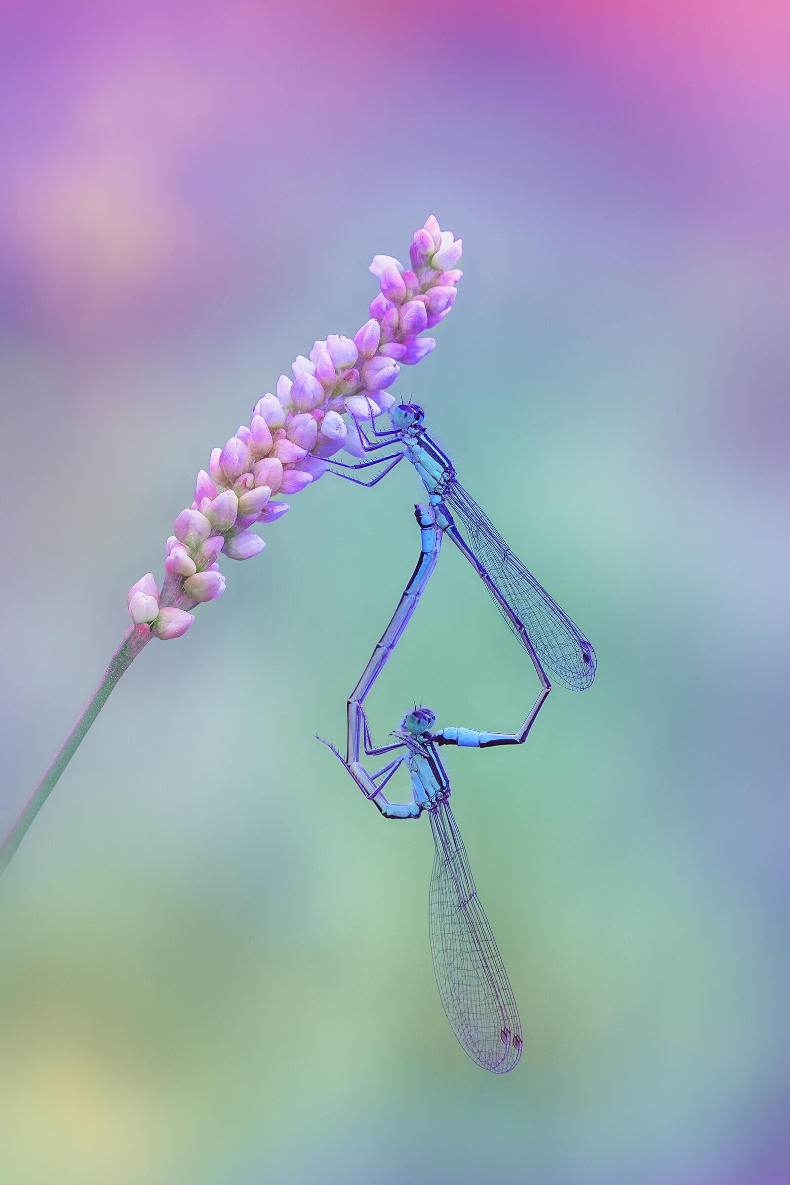 Ischnura elegans in Love