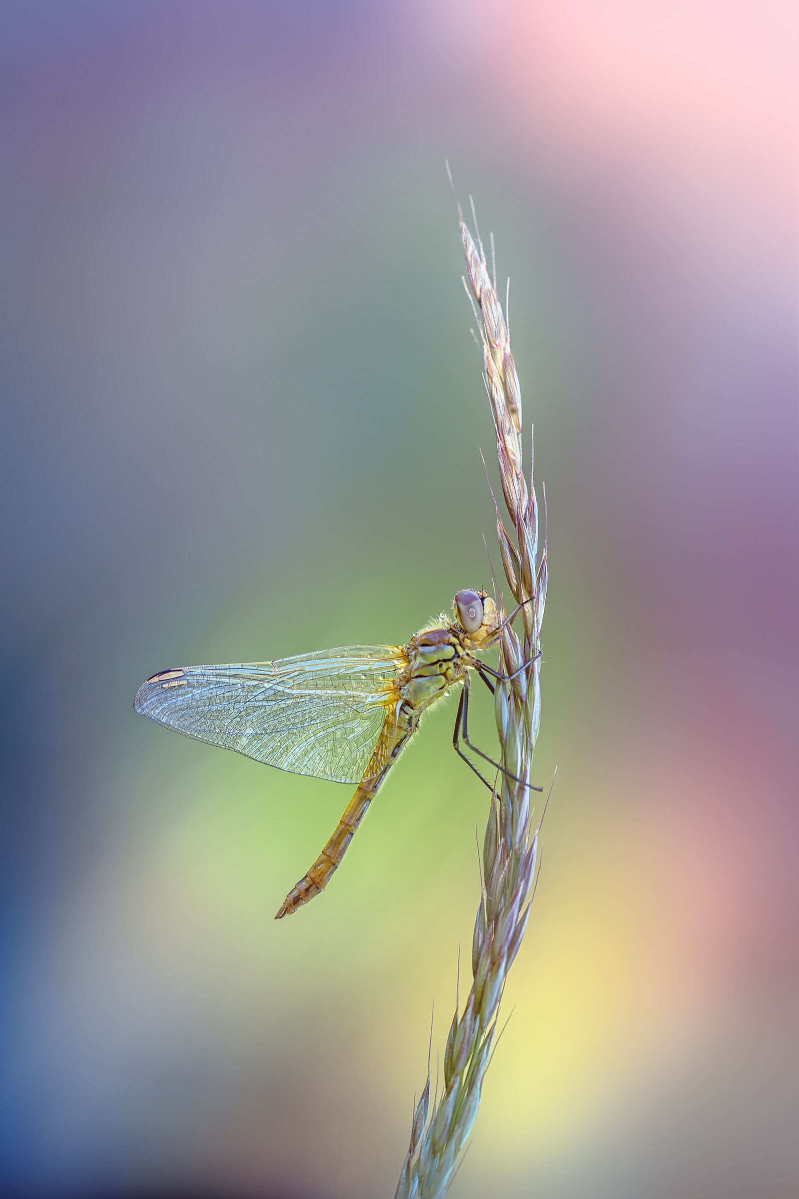 Sympetrum striolatum