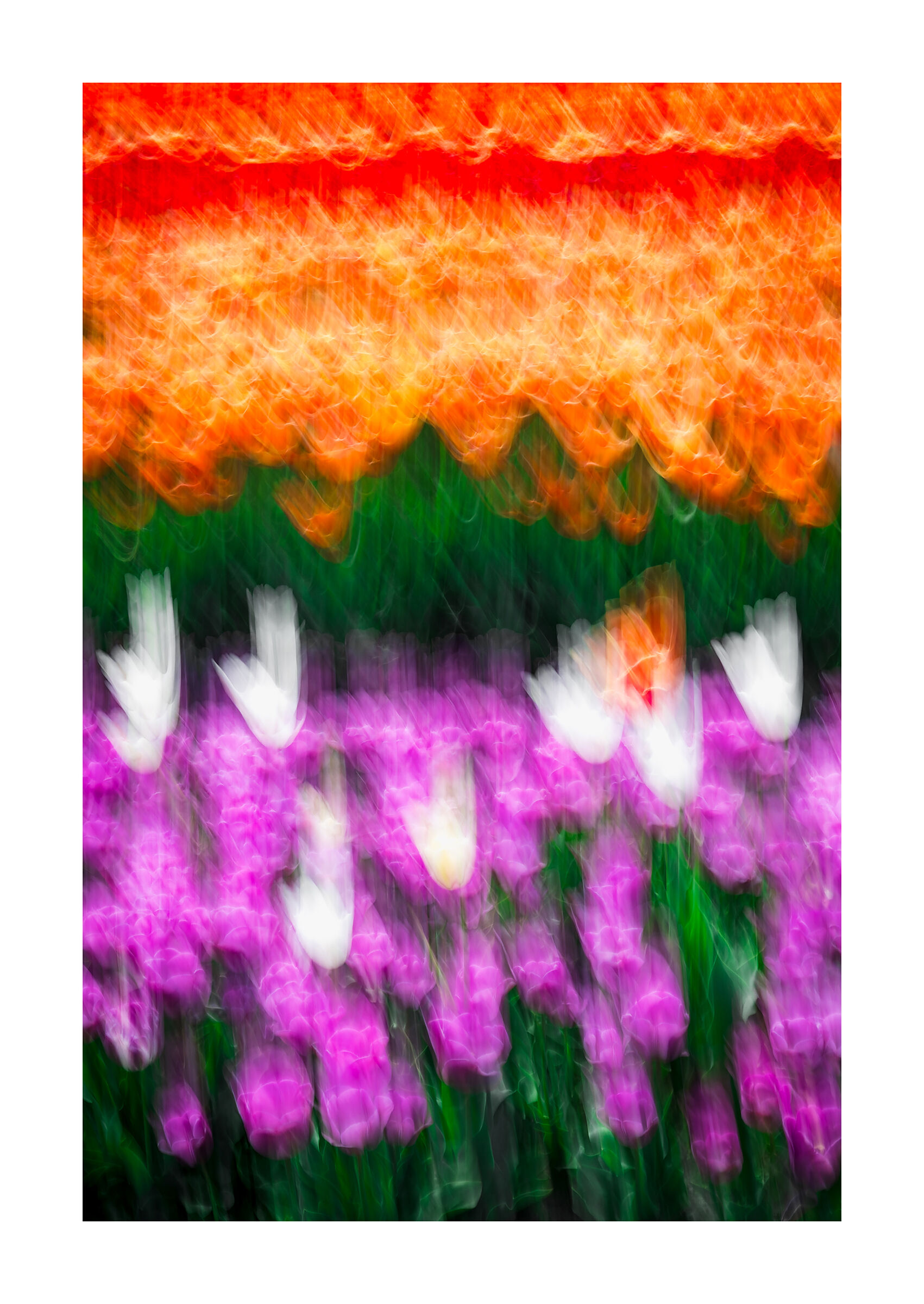 Abstract tulips