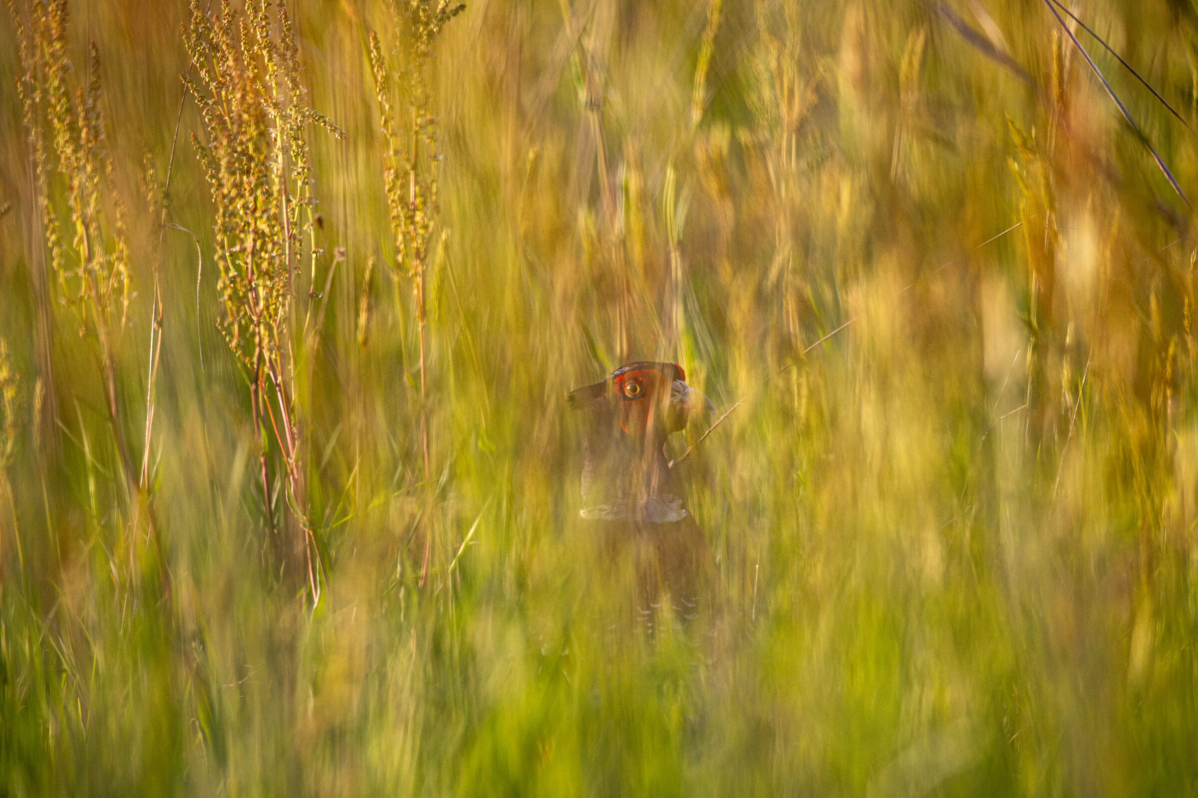 Pheasant