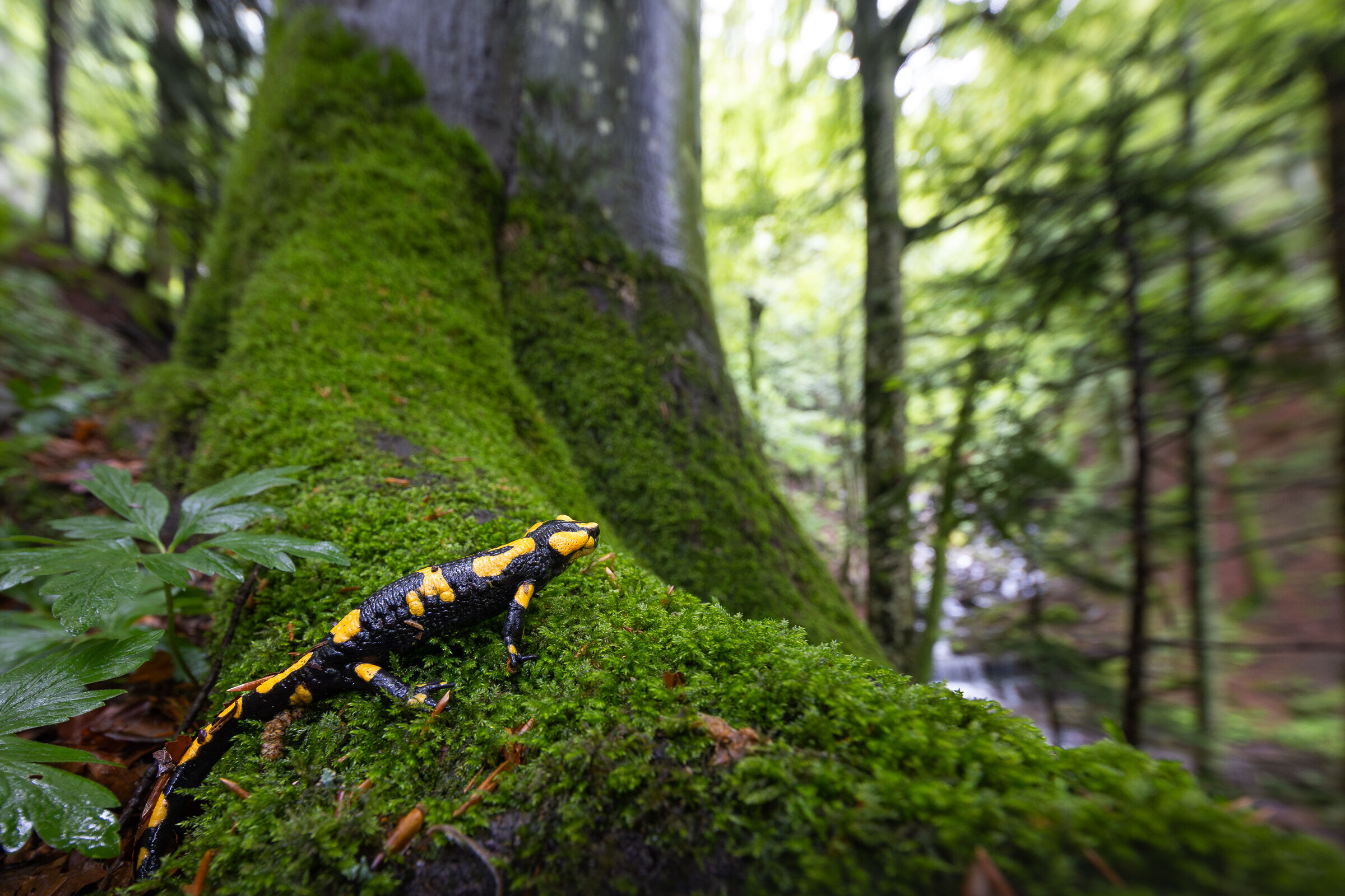 Piebald salamander