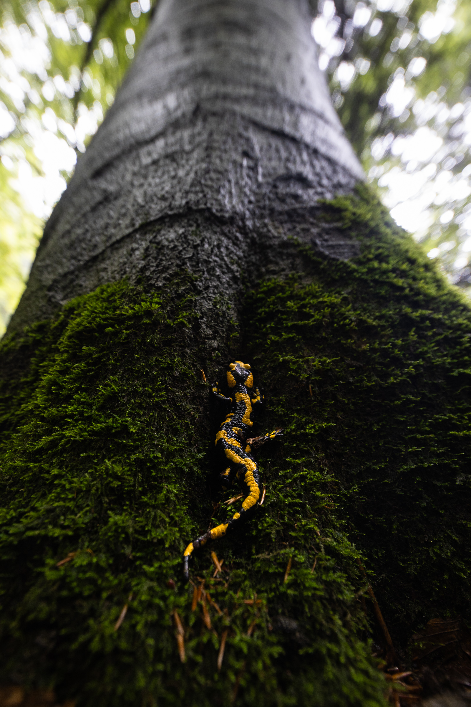 Piebald Salamander 2