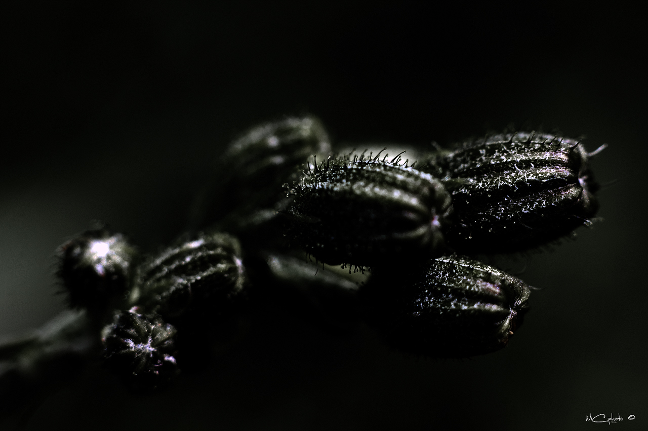 Yellow, yellow grow up I want to become!