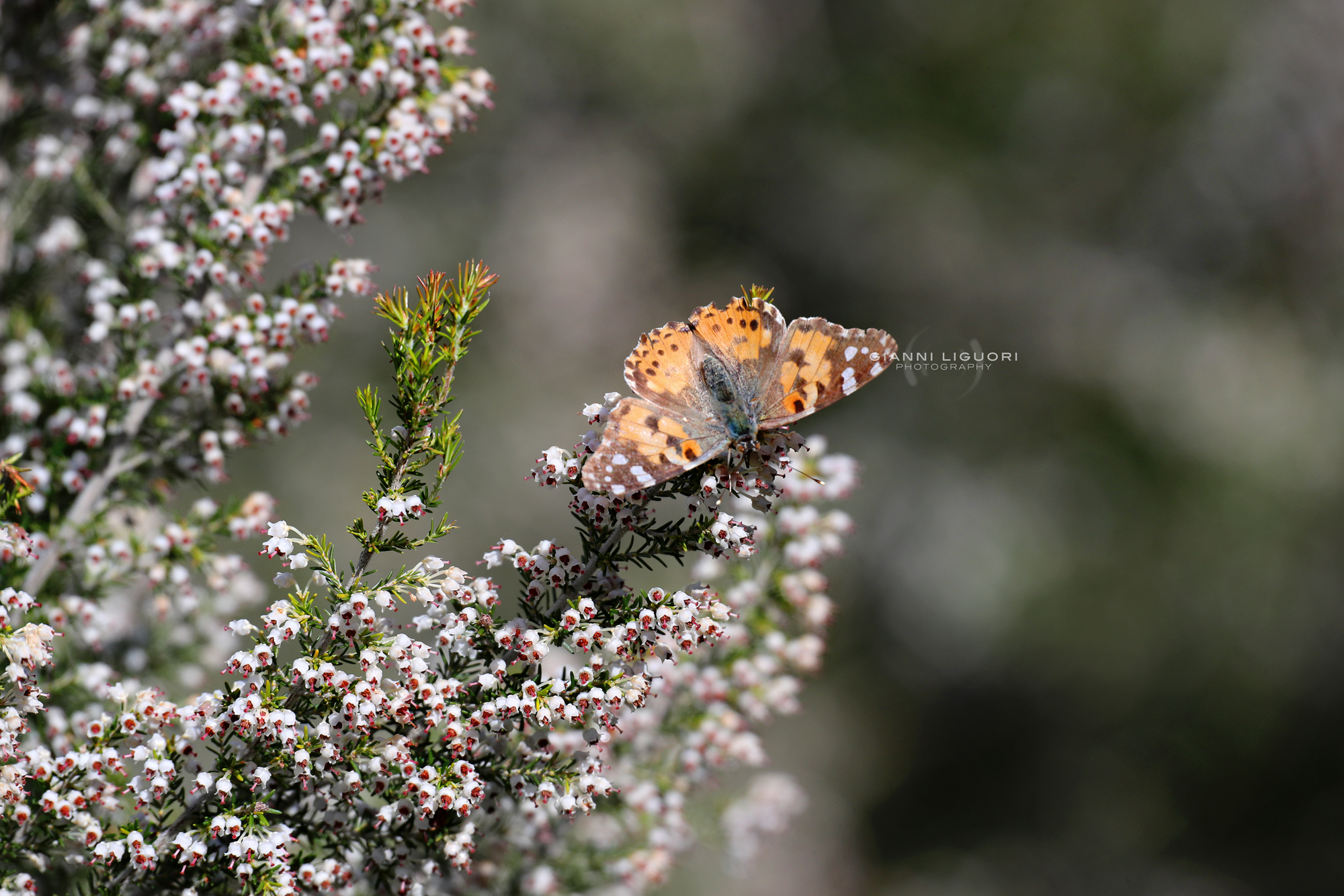 Vanessa Cardui on Erica arborea. ?