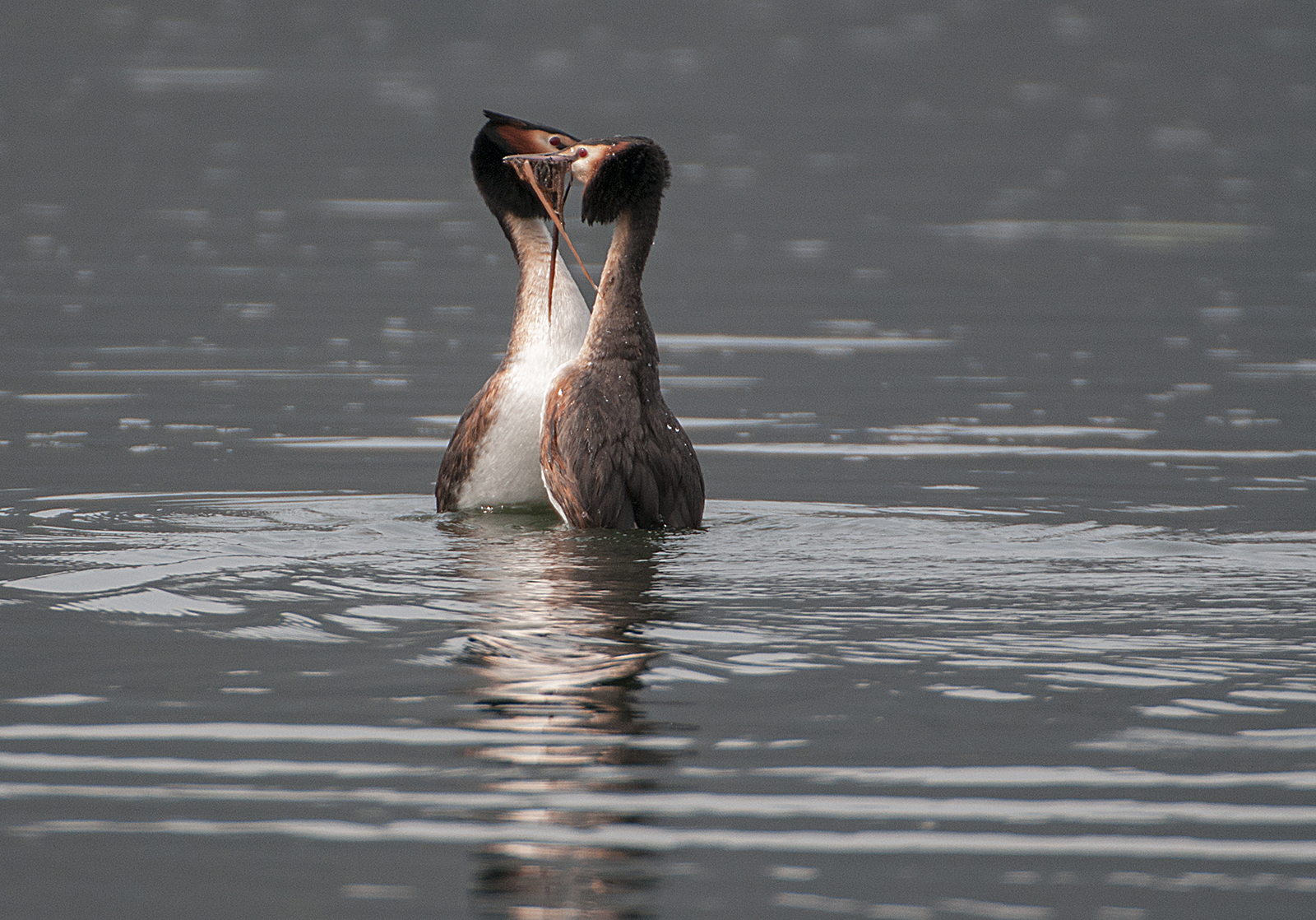 The kiss of the Grebes