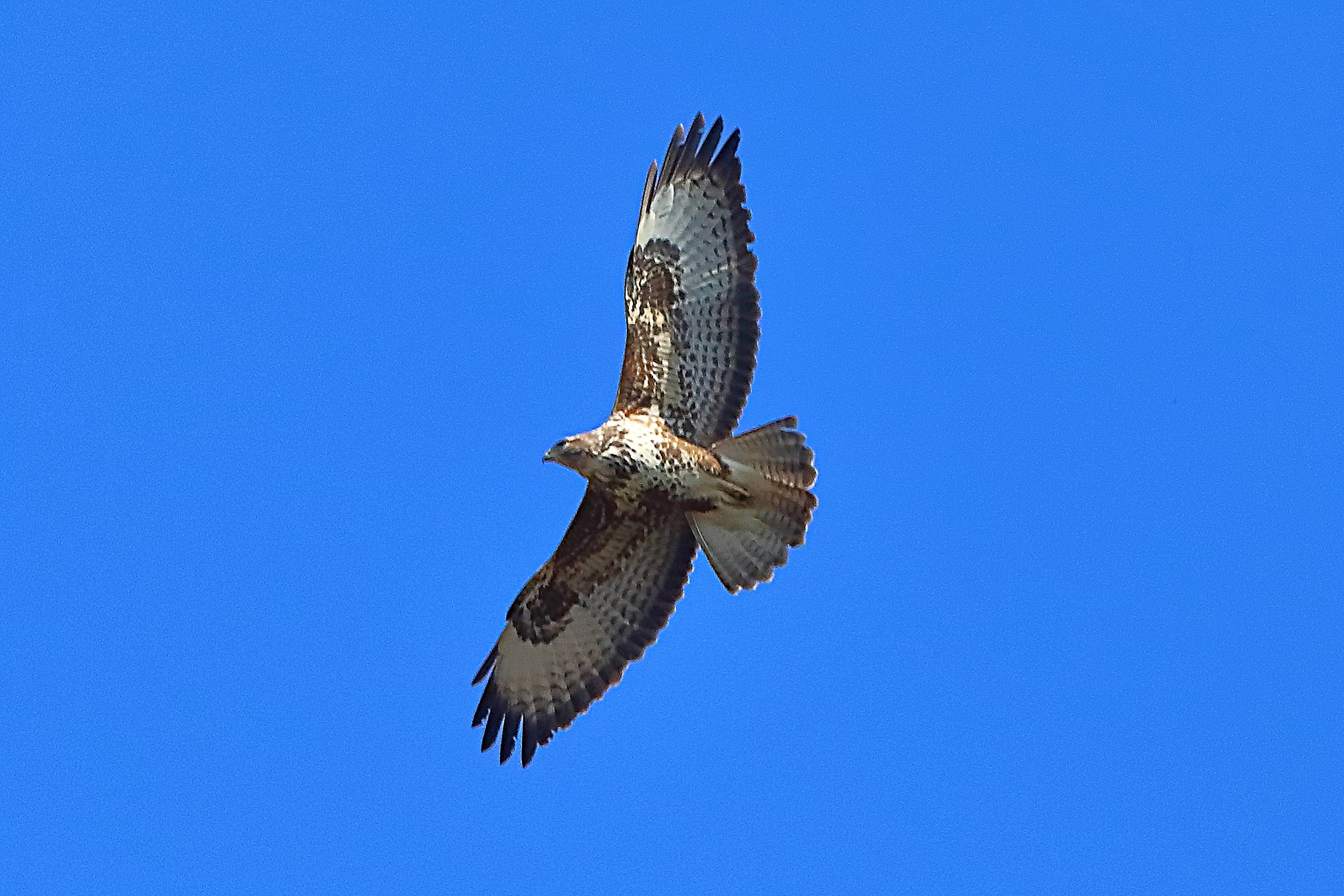 Poiana 04 marzo 2025 - 0038