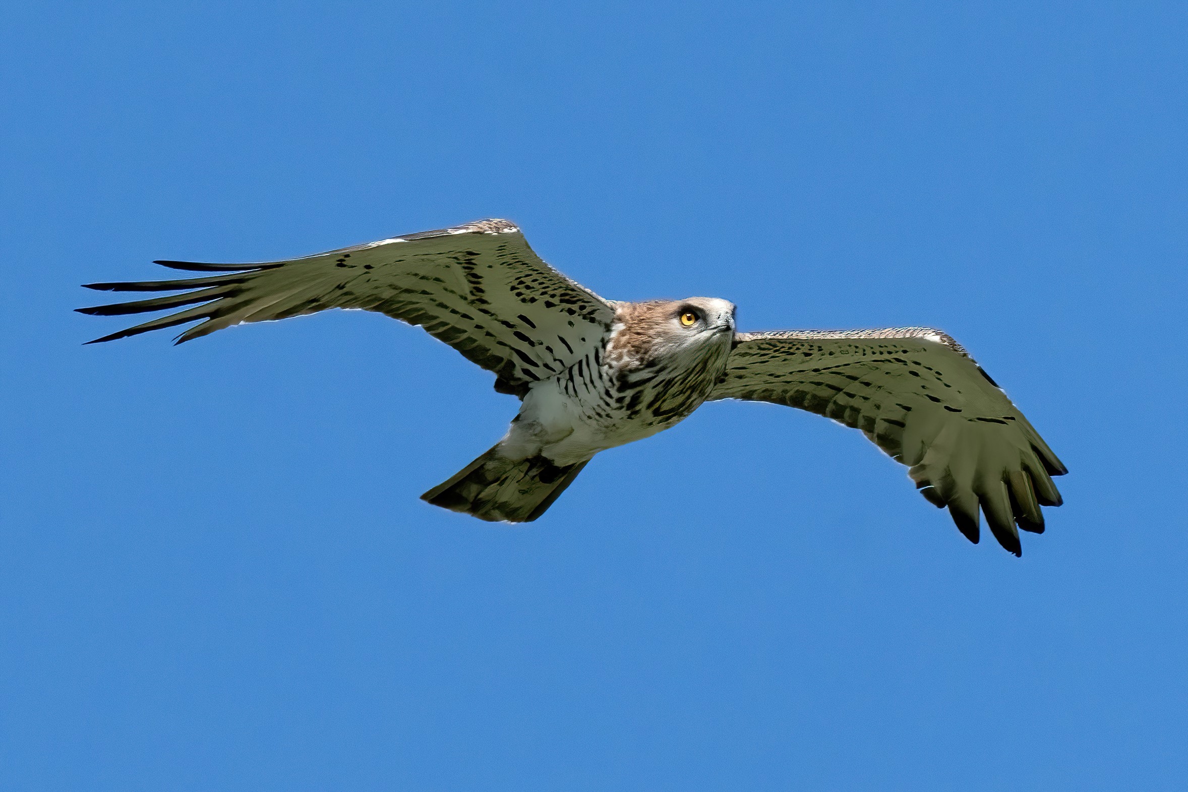 Biancone (Circaetus gallicus)