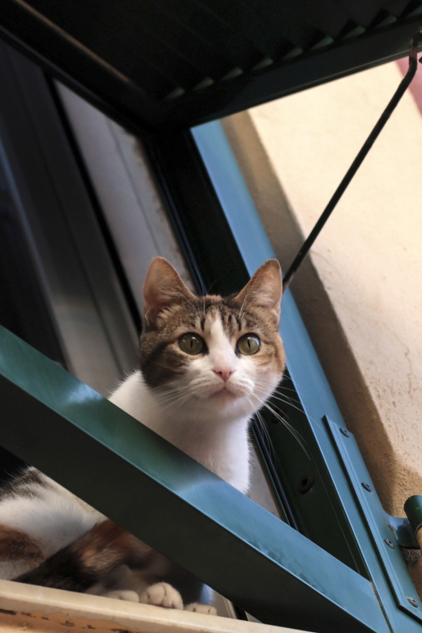 Curiosity made cat.