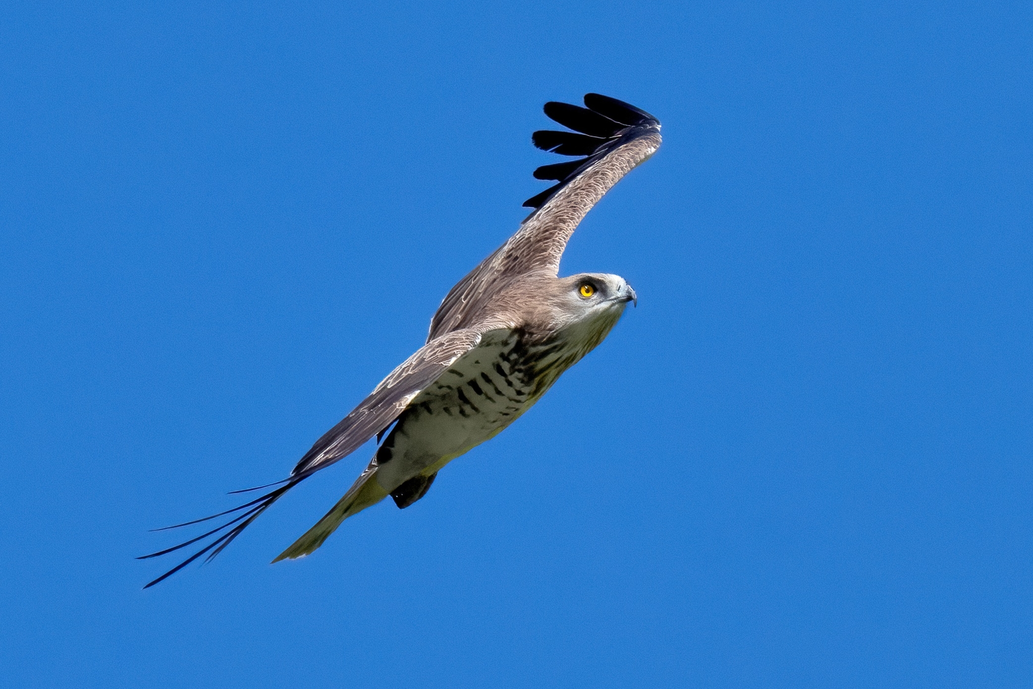 Biancone (Circaetus gallicus)
