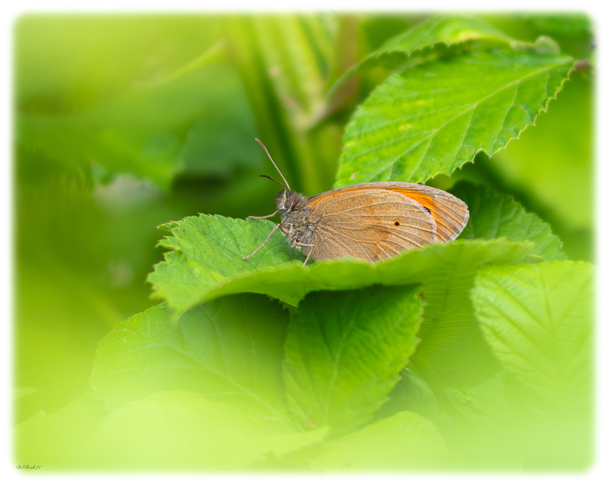 Attraverso le foglie