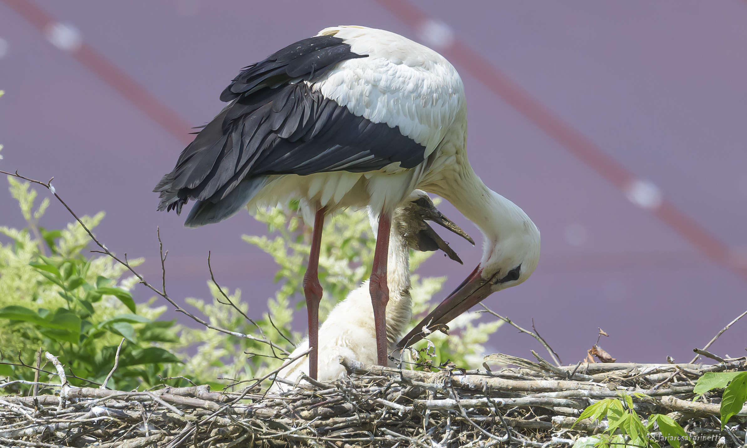 Ciconiotto infangato