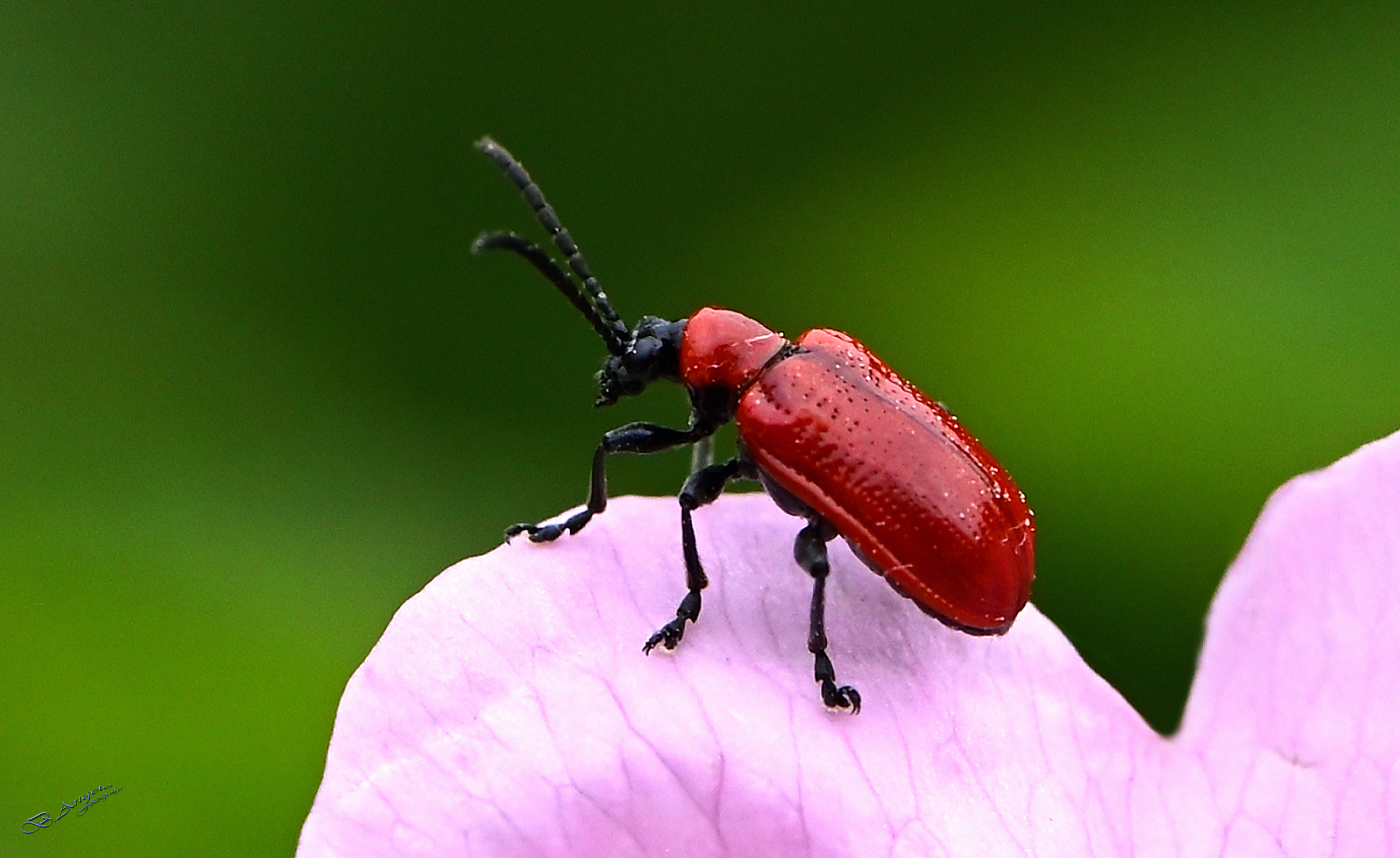"Lily Cryocera"