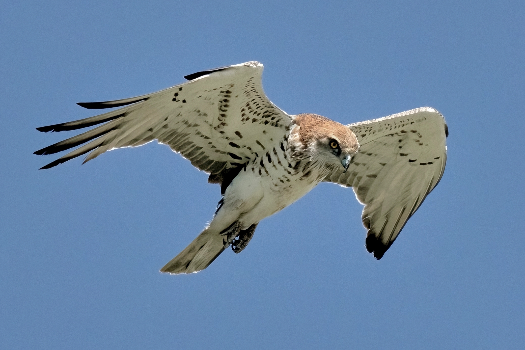 Biancone (Circaetus gallicus)