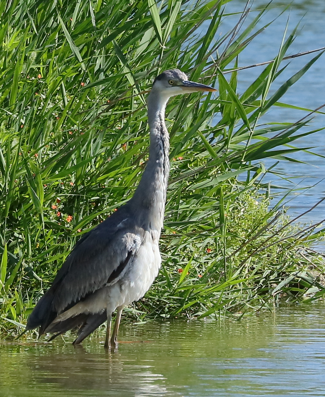 Grey heron
