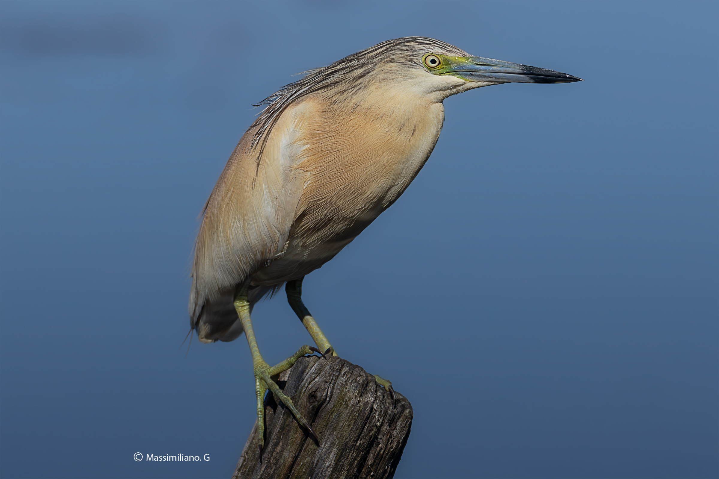 Squacco heron