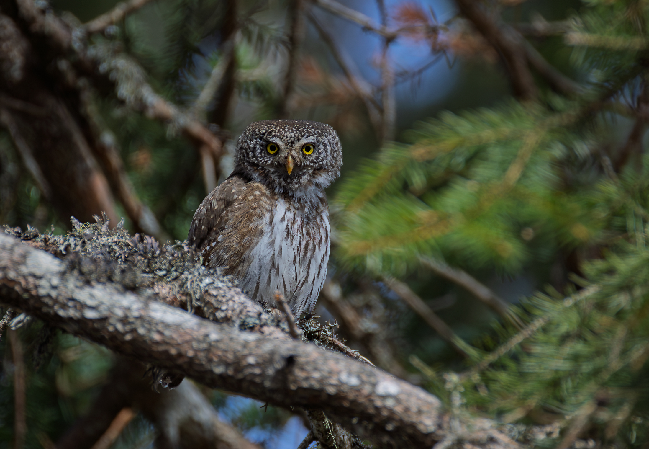 Civetta Nana dopo tanto tempo ci siamo rincontrati