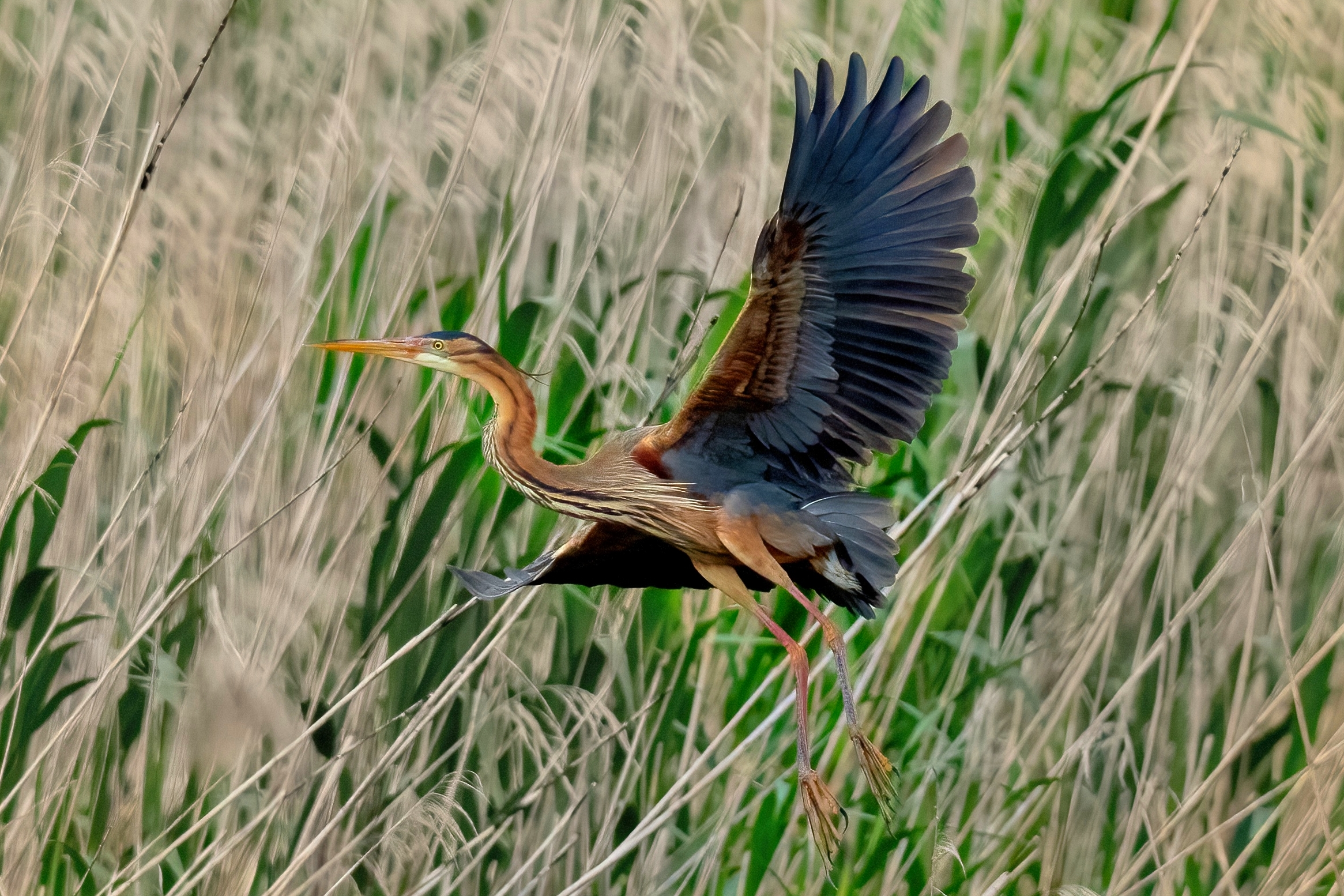 Purple heron (Ardea purpurea)