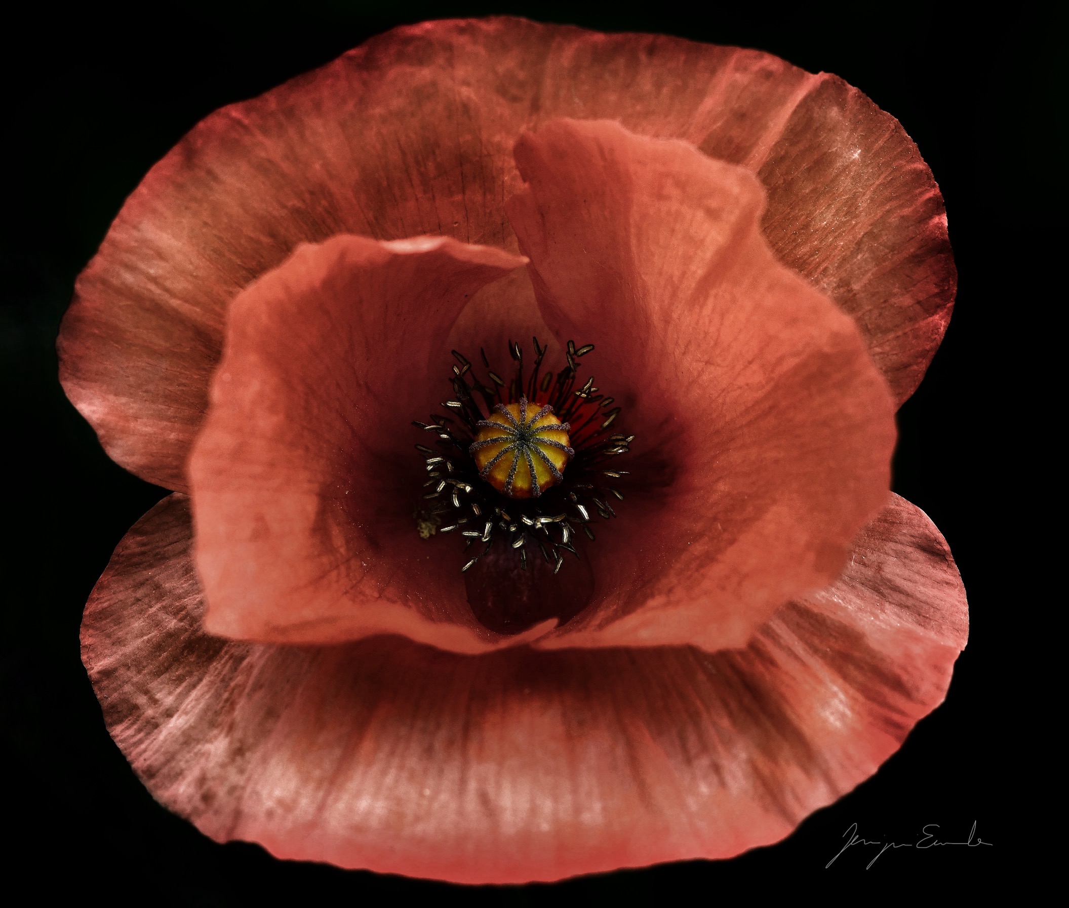 Poppy