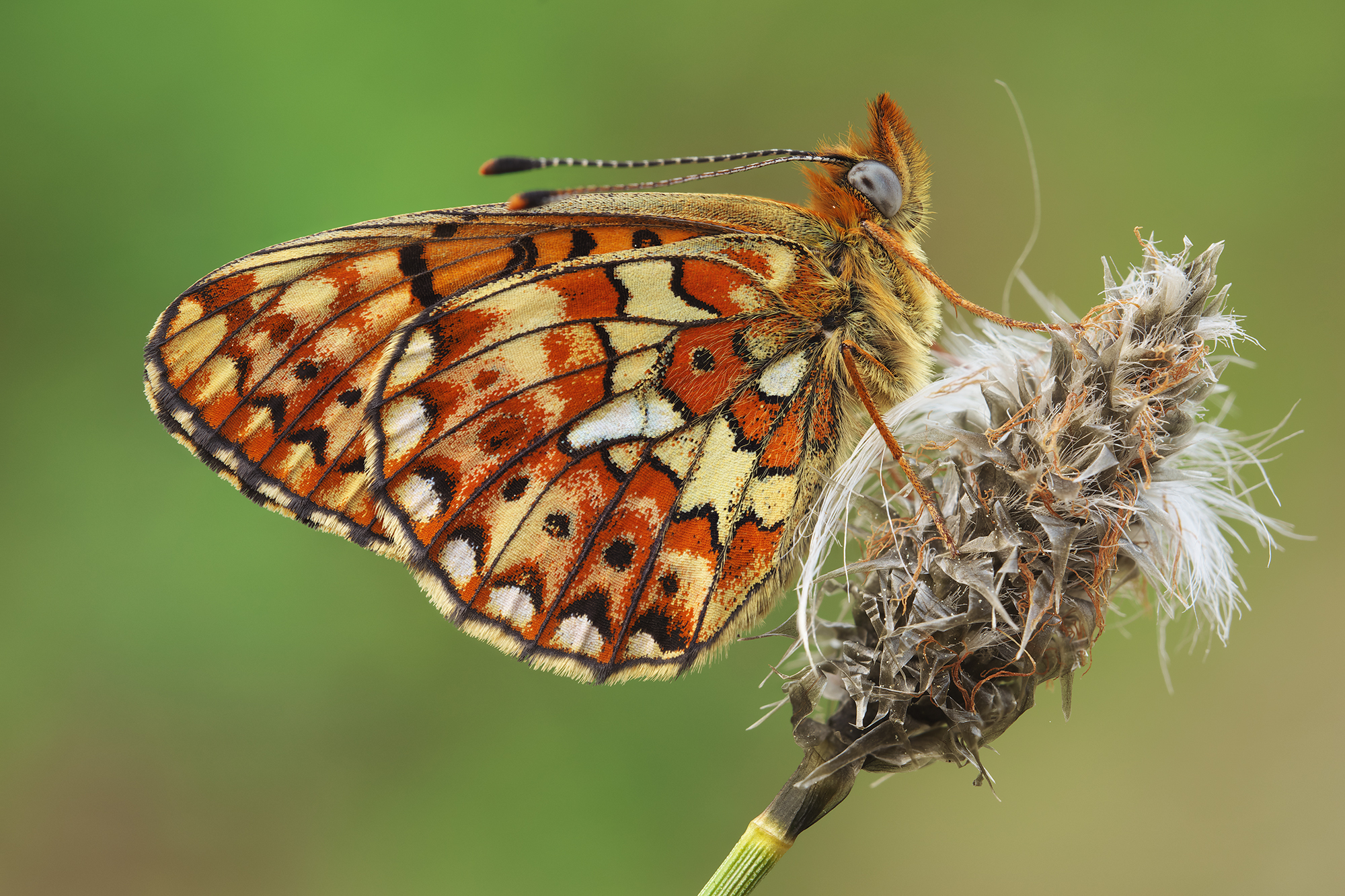 Boloria euphrosyne