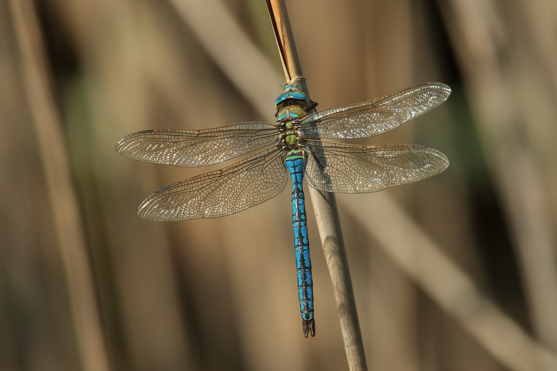 Anax imperator