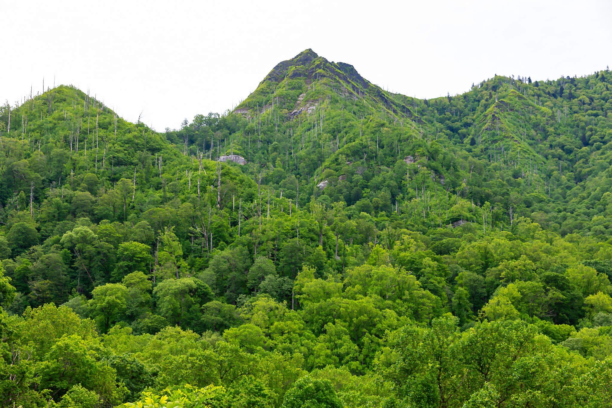 Sugarland mountain in Great Smoky Mtn NP