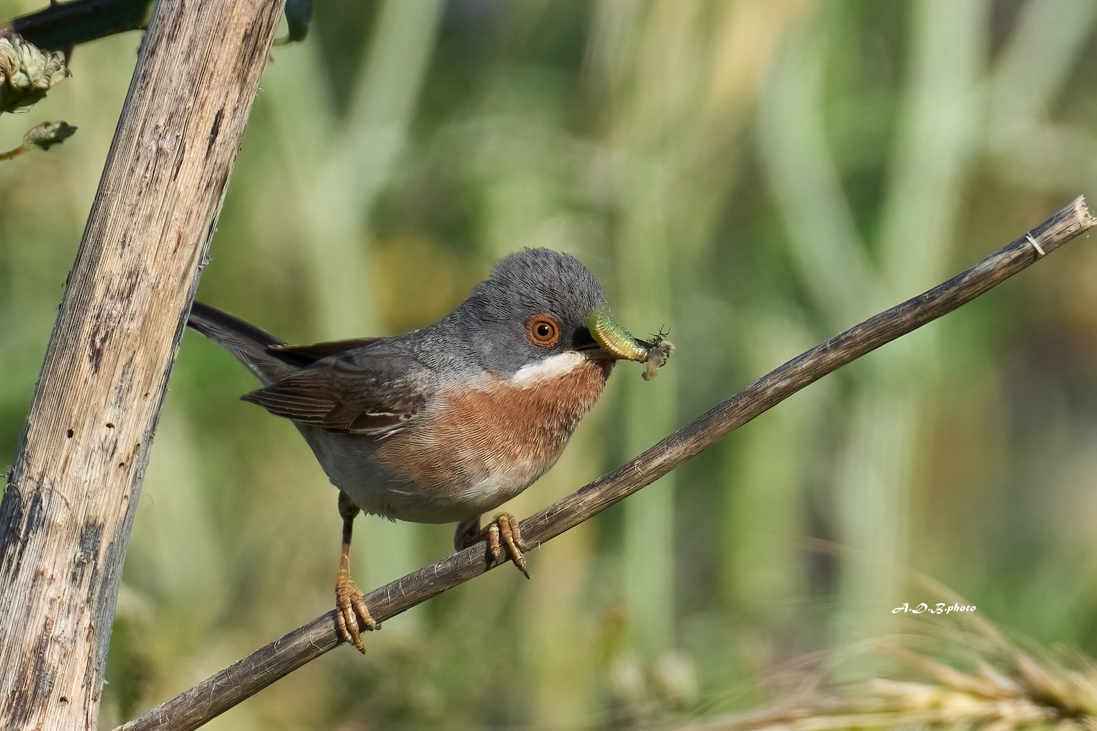 Sterpazzolina maschio