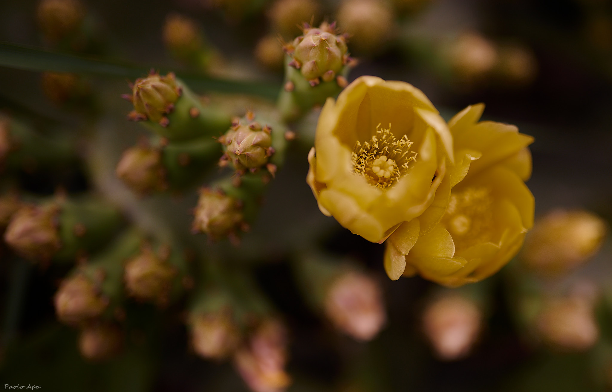fiore di fico d'india