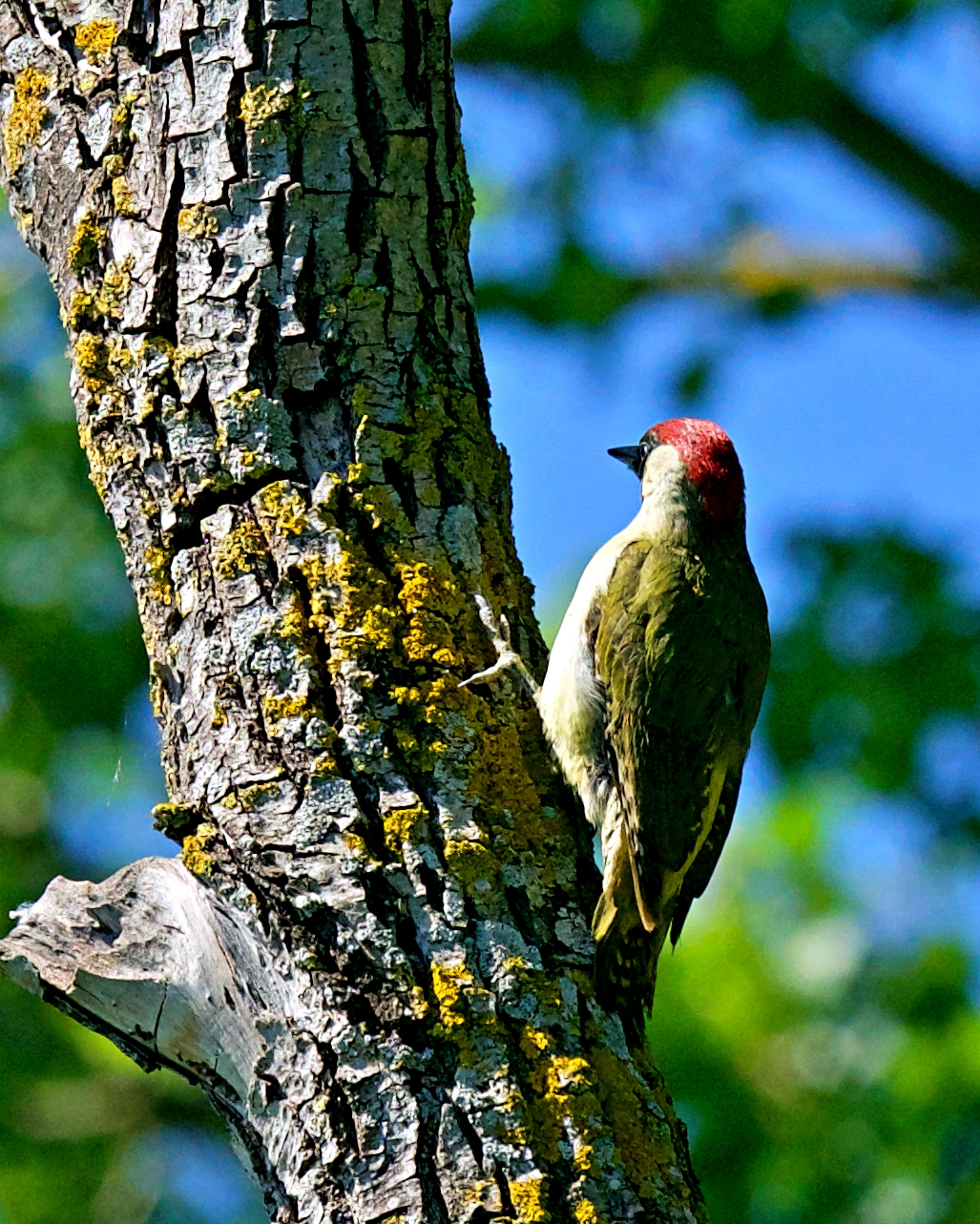 Green with a red hat