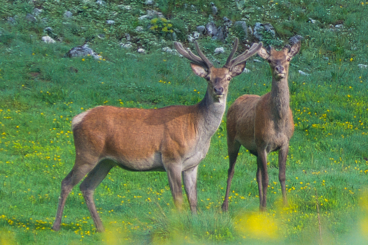 Deer