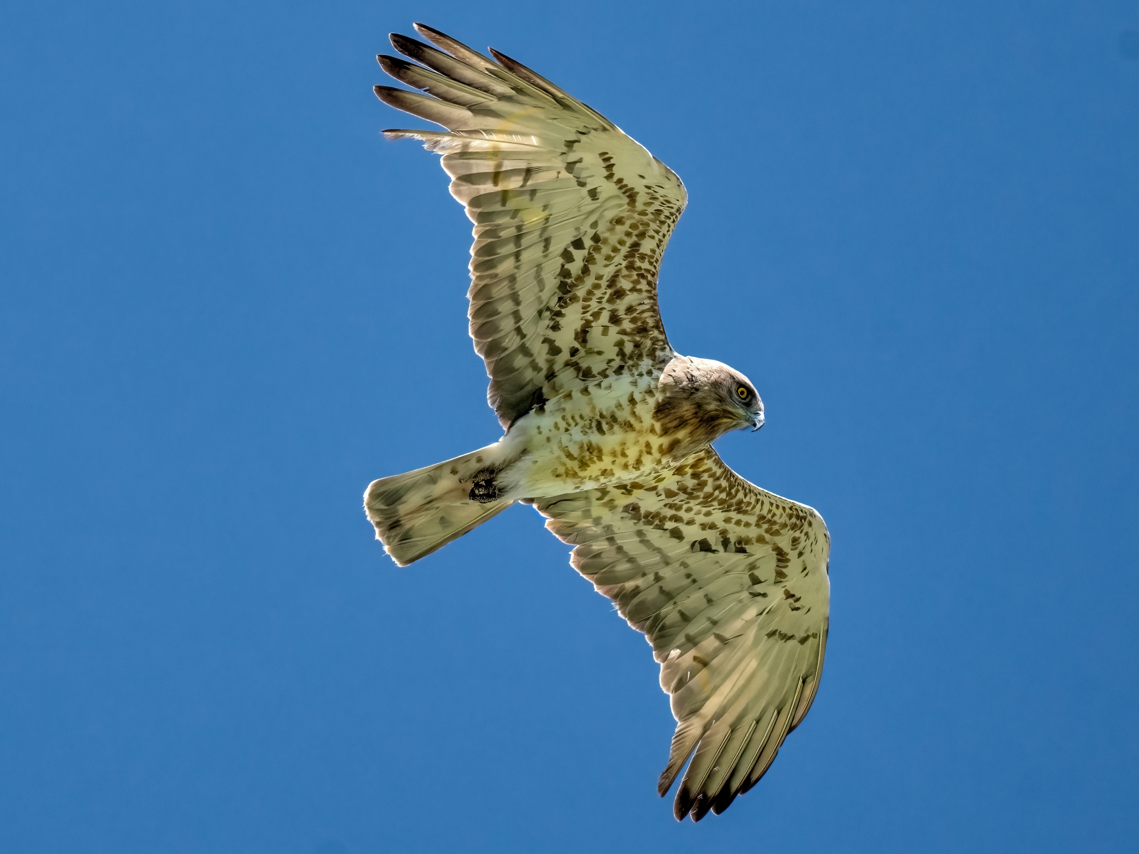 Biancone (Circaetus gallicus)