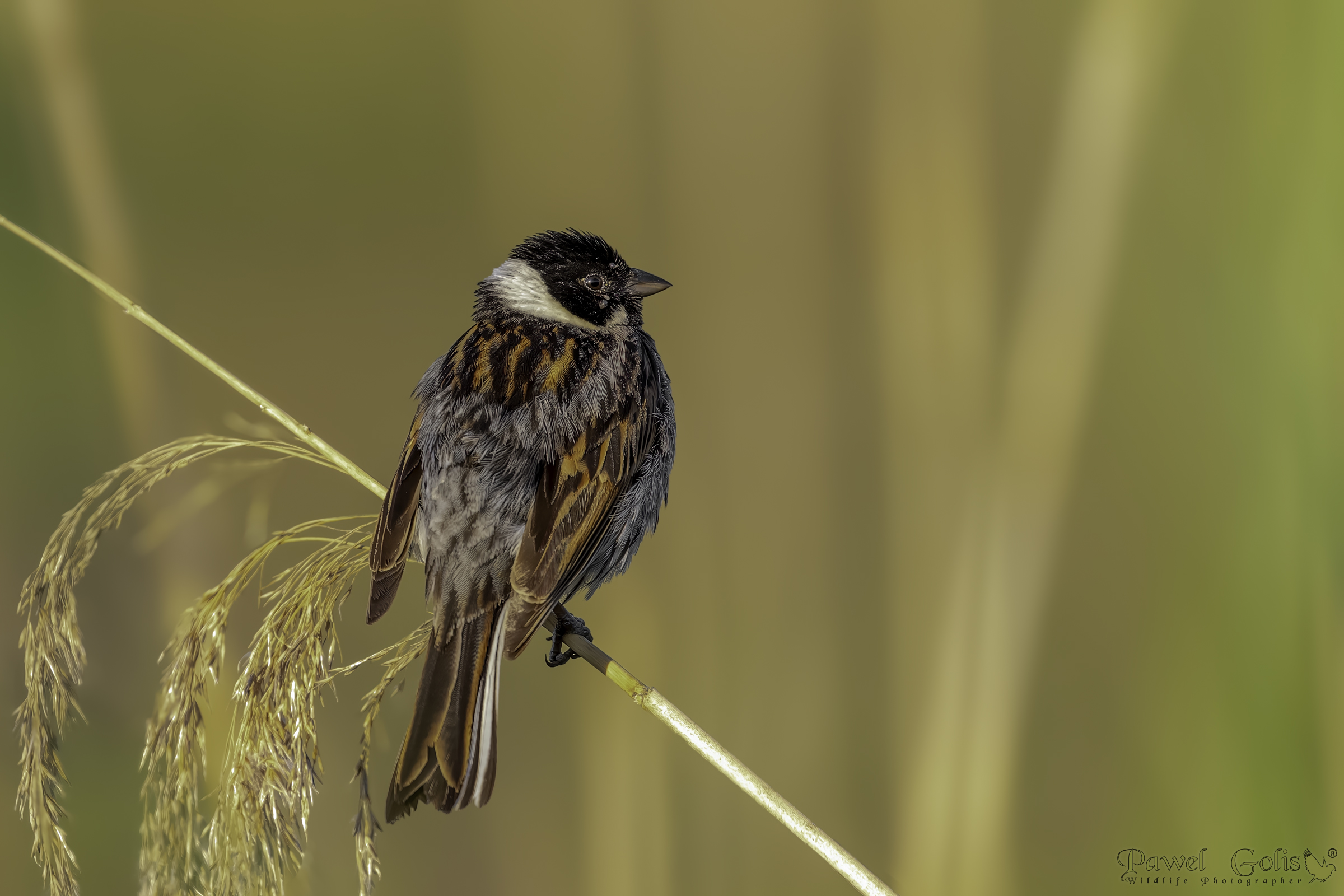 Common reed bunting (Emberiza schoeniclus)