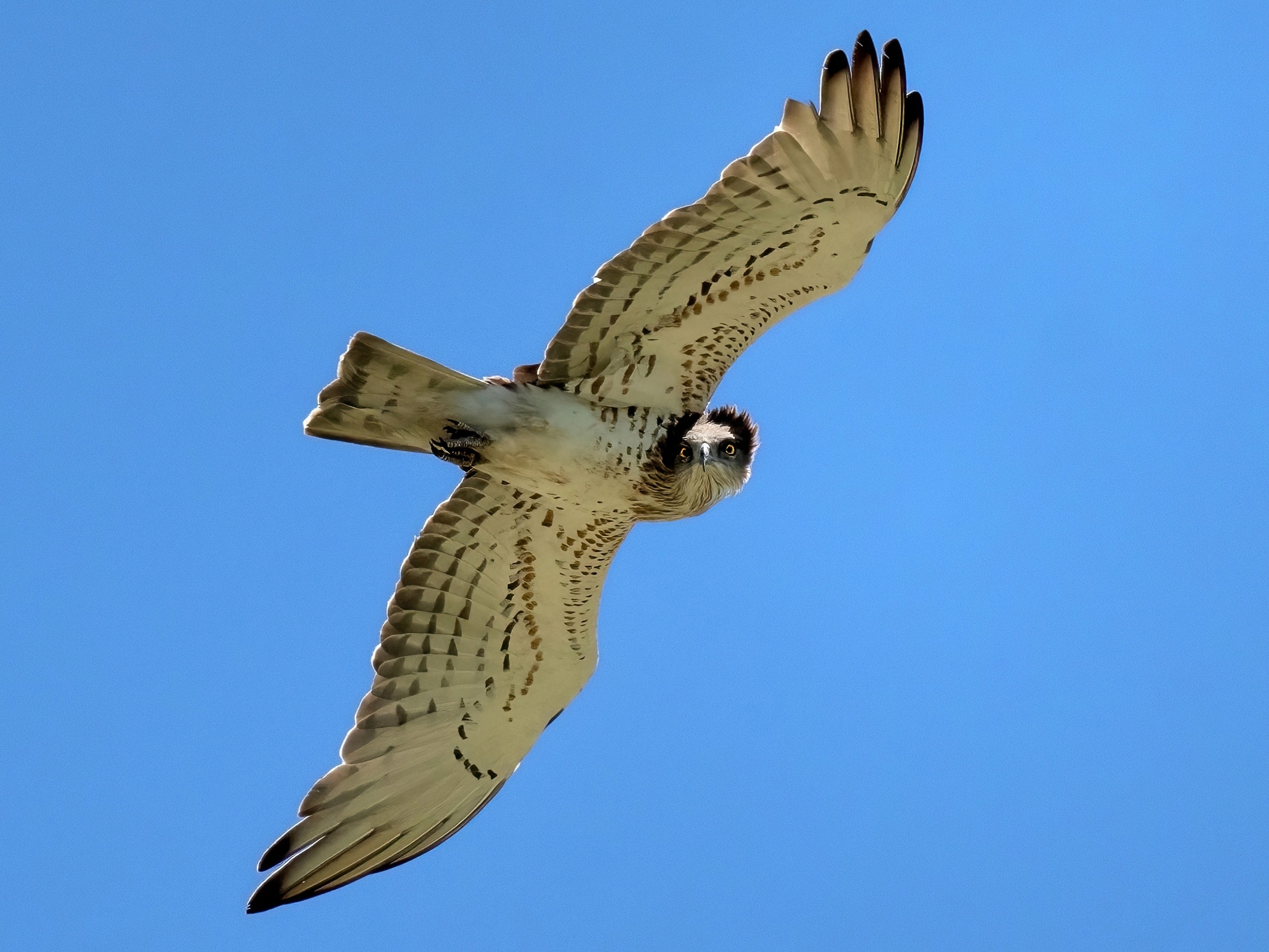 Biancone (Circaetus gallicus)