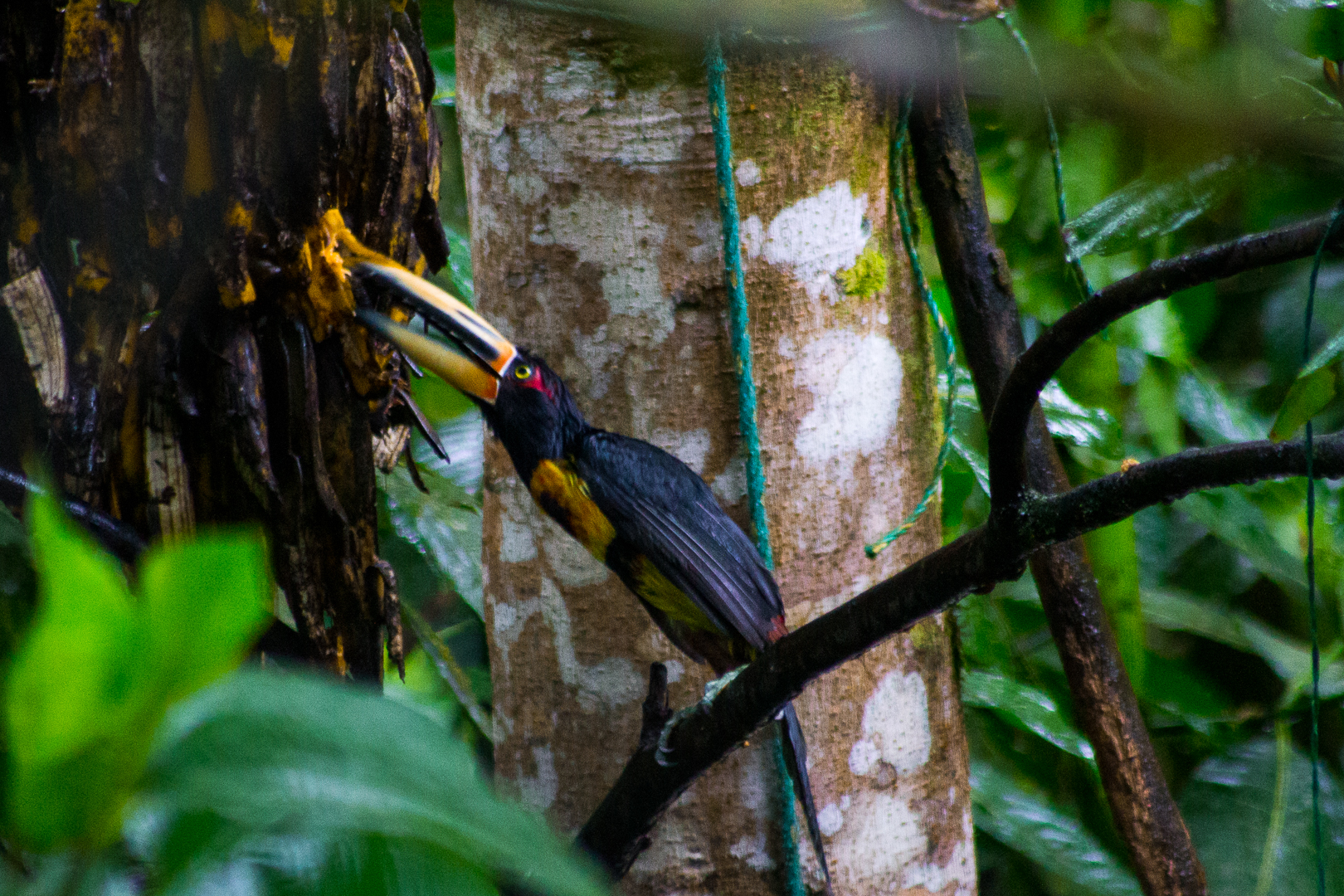 Aracari becco chiaro