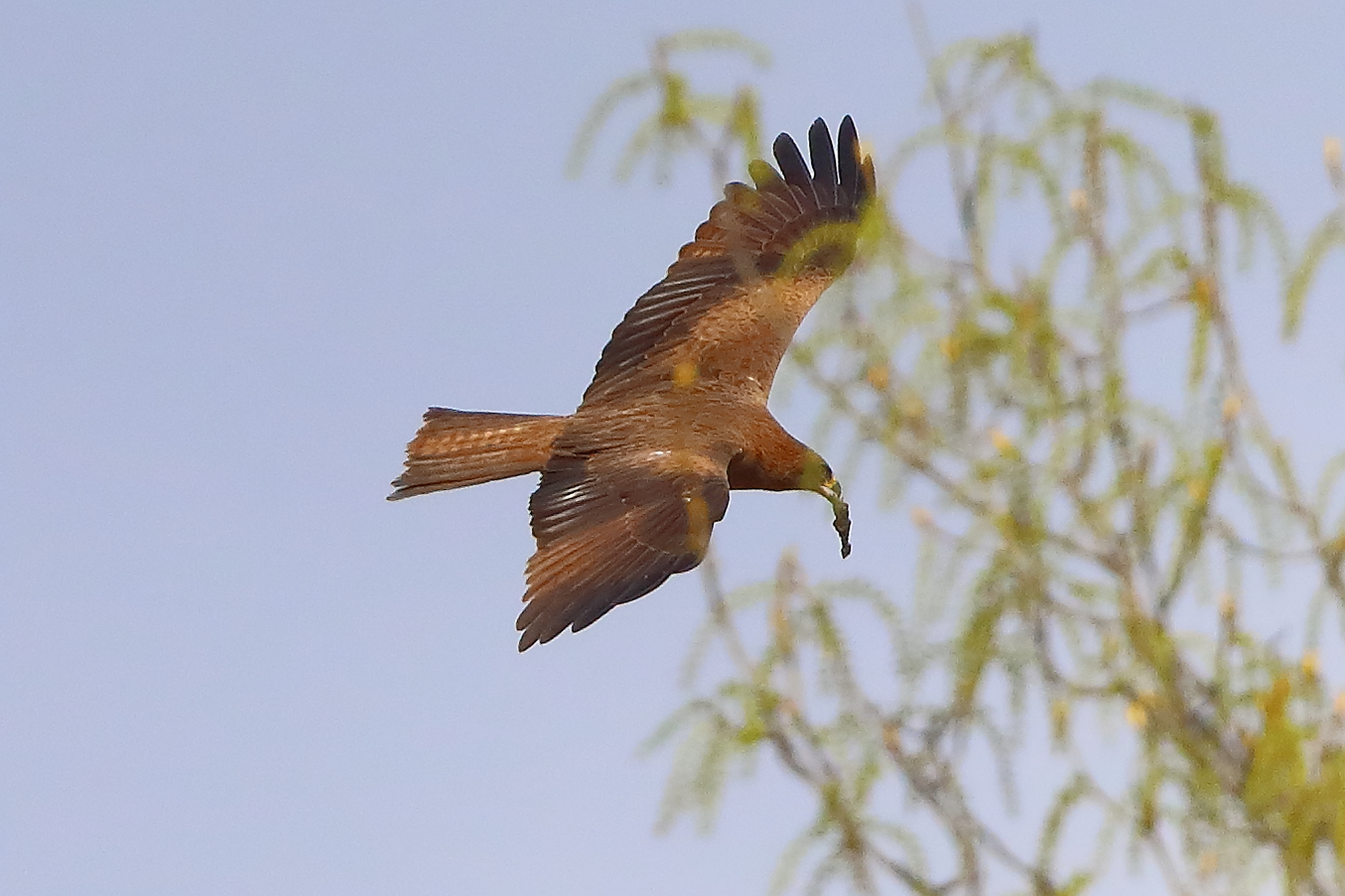 Nibbio bruno 29 marzo 2025 - 0114