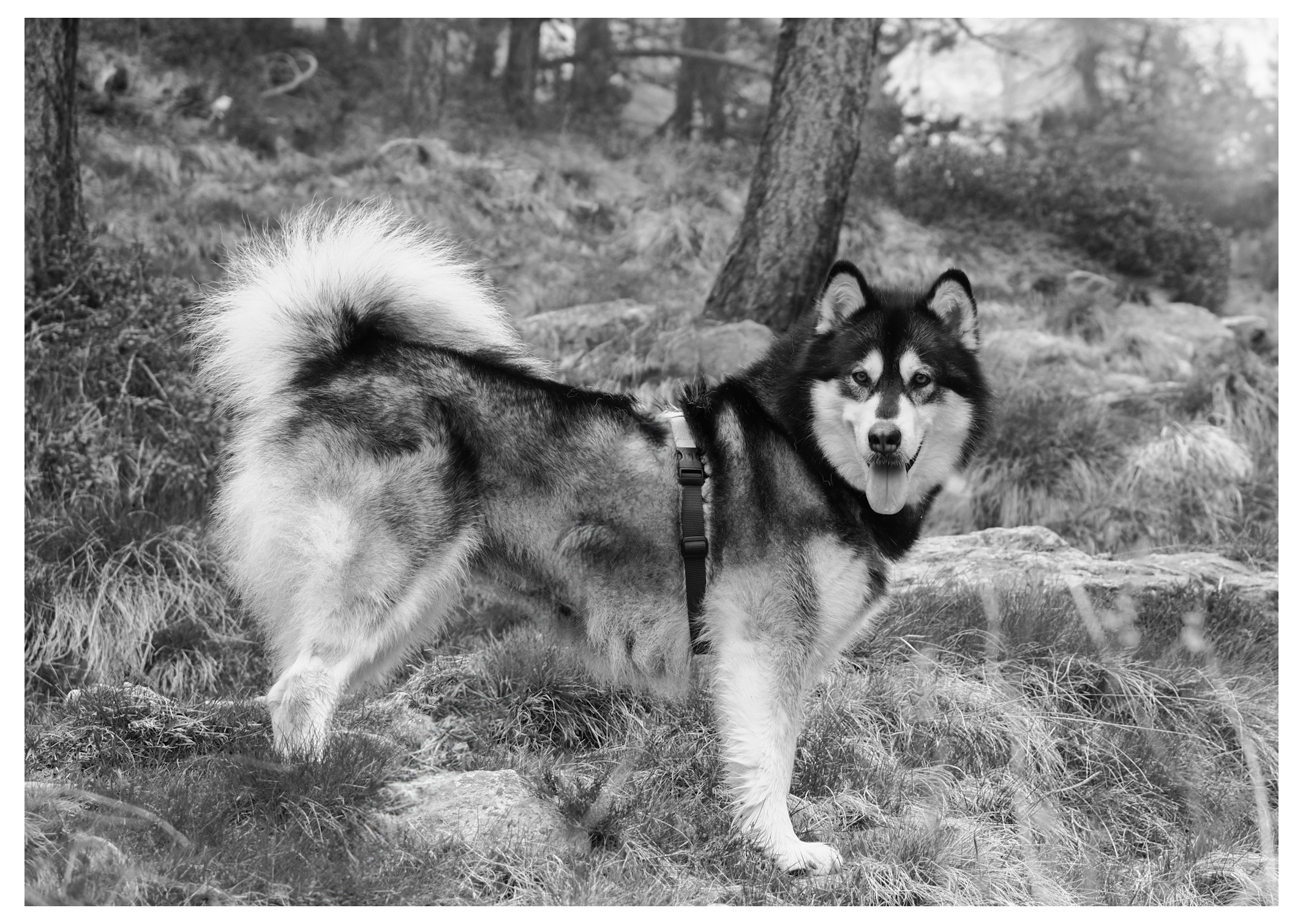 Nina Alaskan Malamute