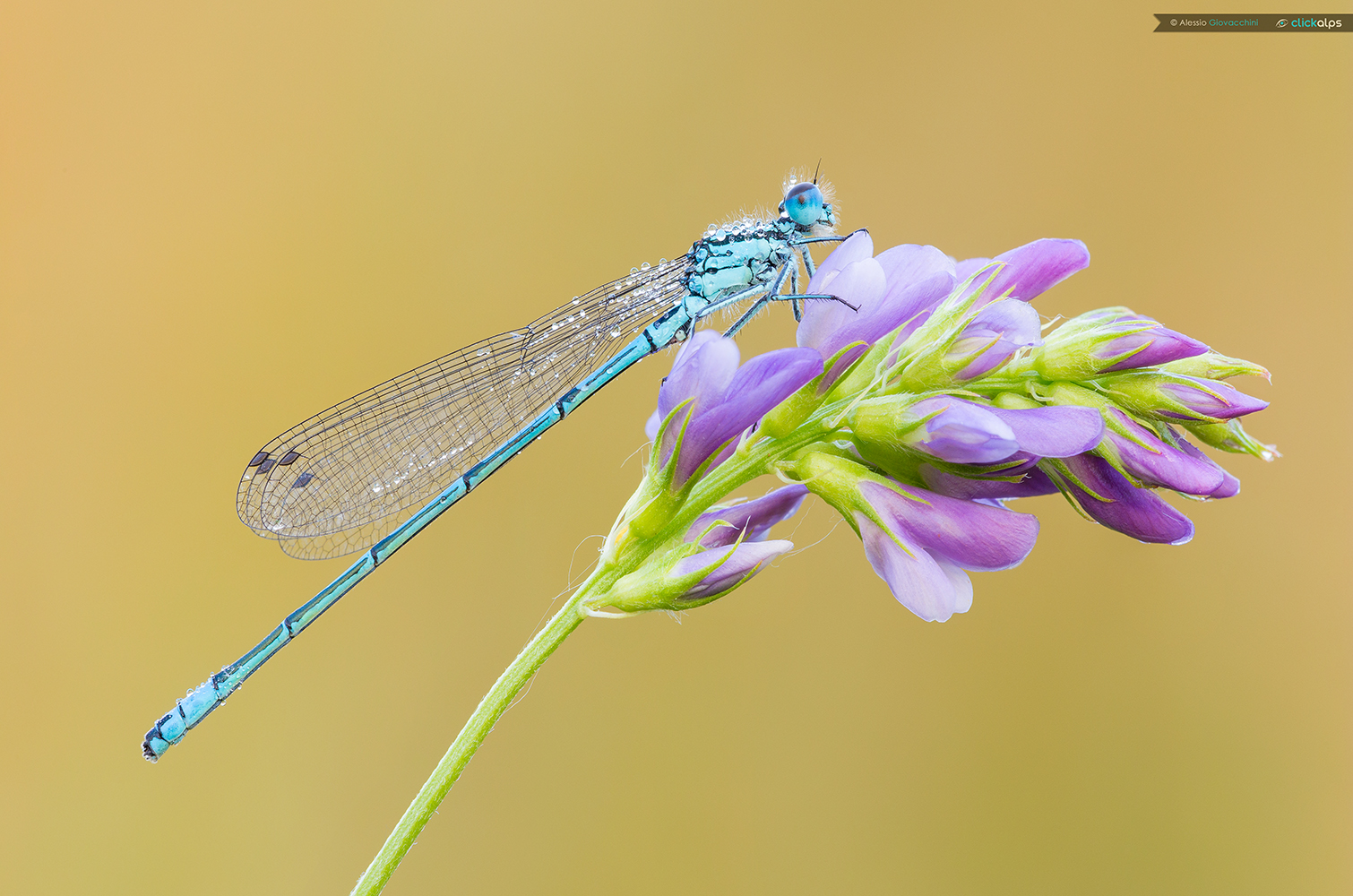 Coenagrion puella