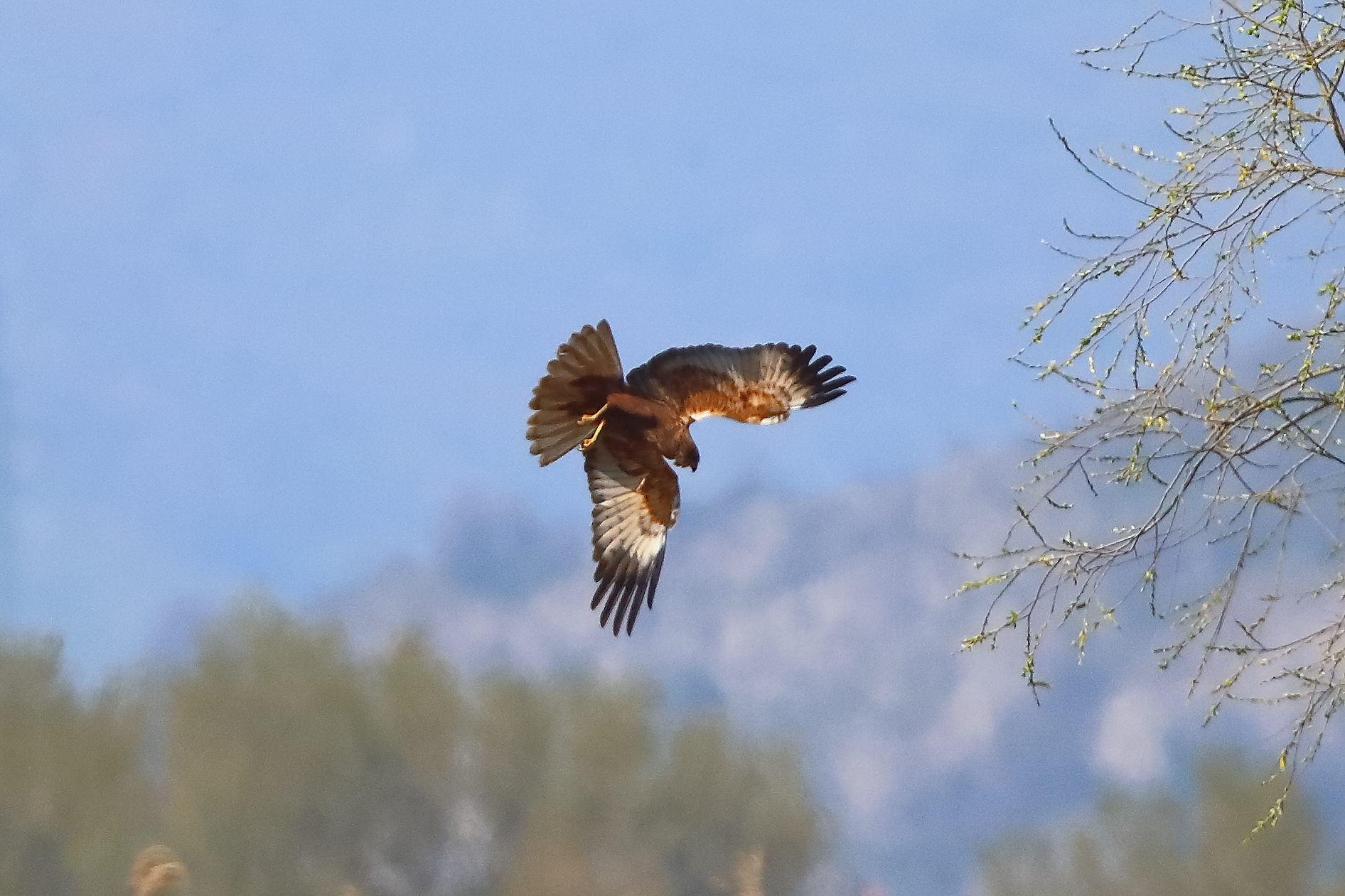Falco di palude M 05 aprile 2025 - 0201
