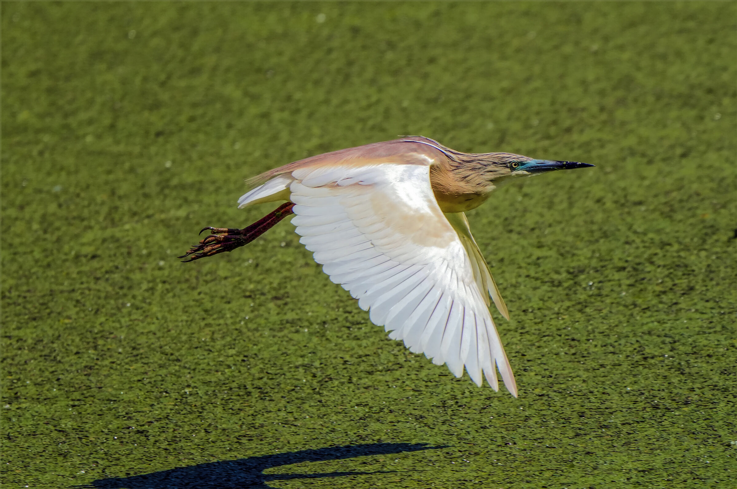 The flight