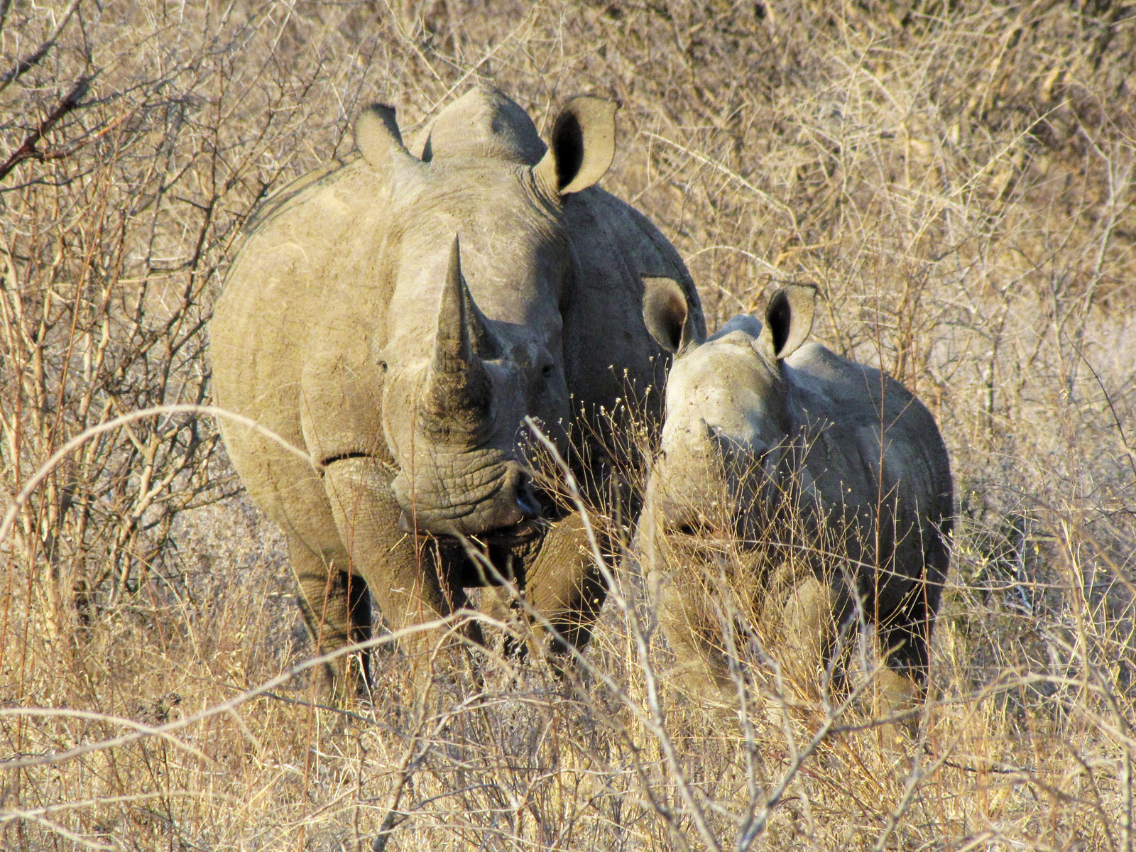 White rhinos