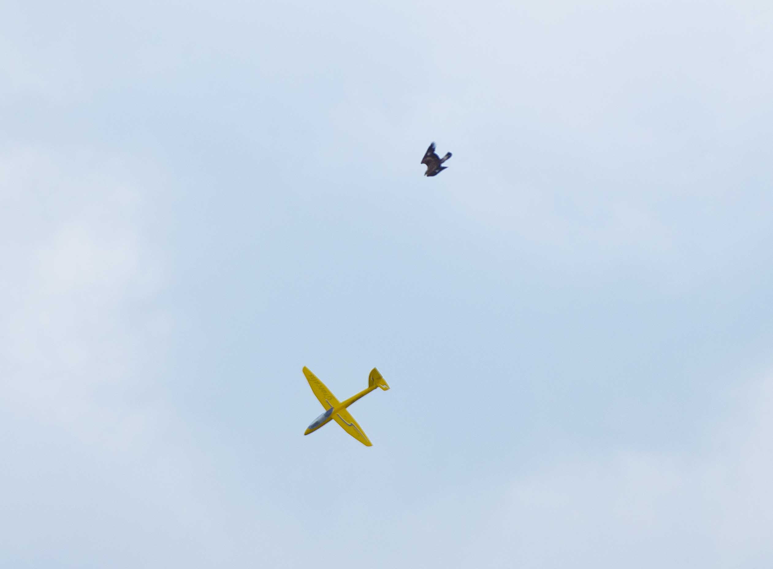 Il falco e l'aliante 2