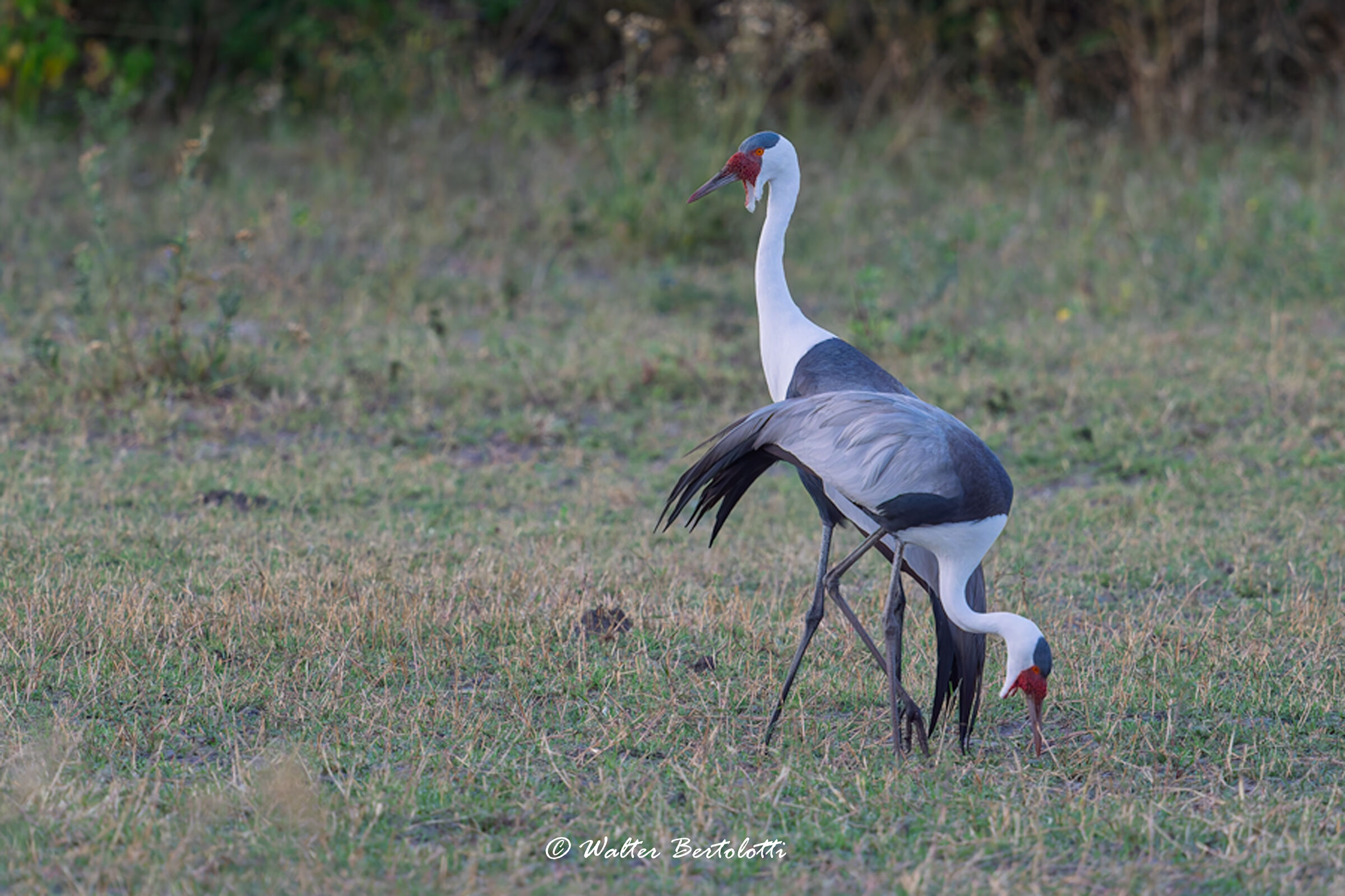 CANONEL CRANE