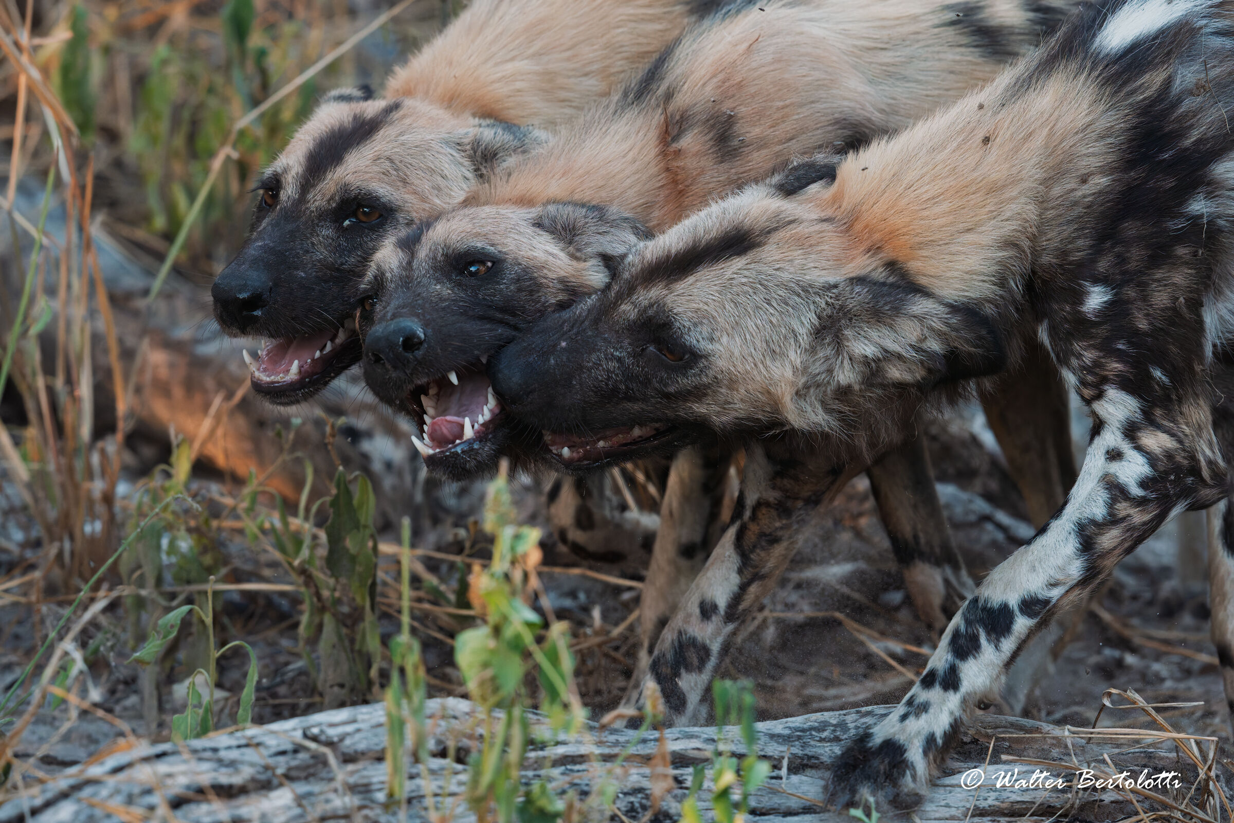 unione e legami, la forza del branco