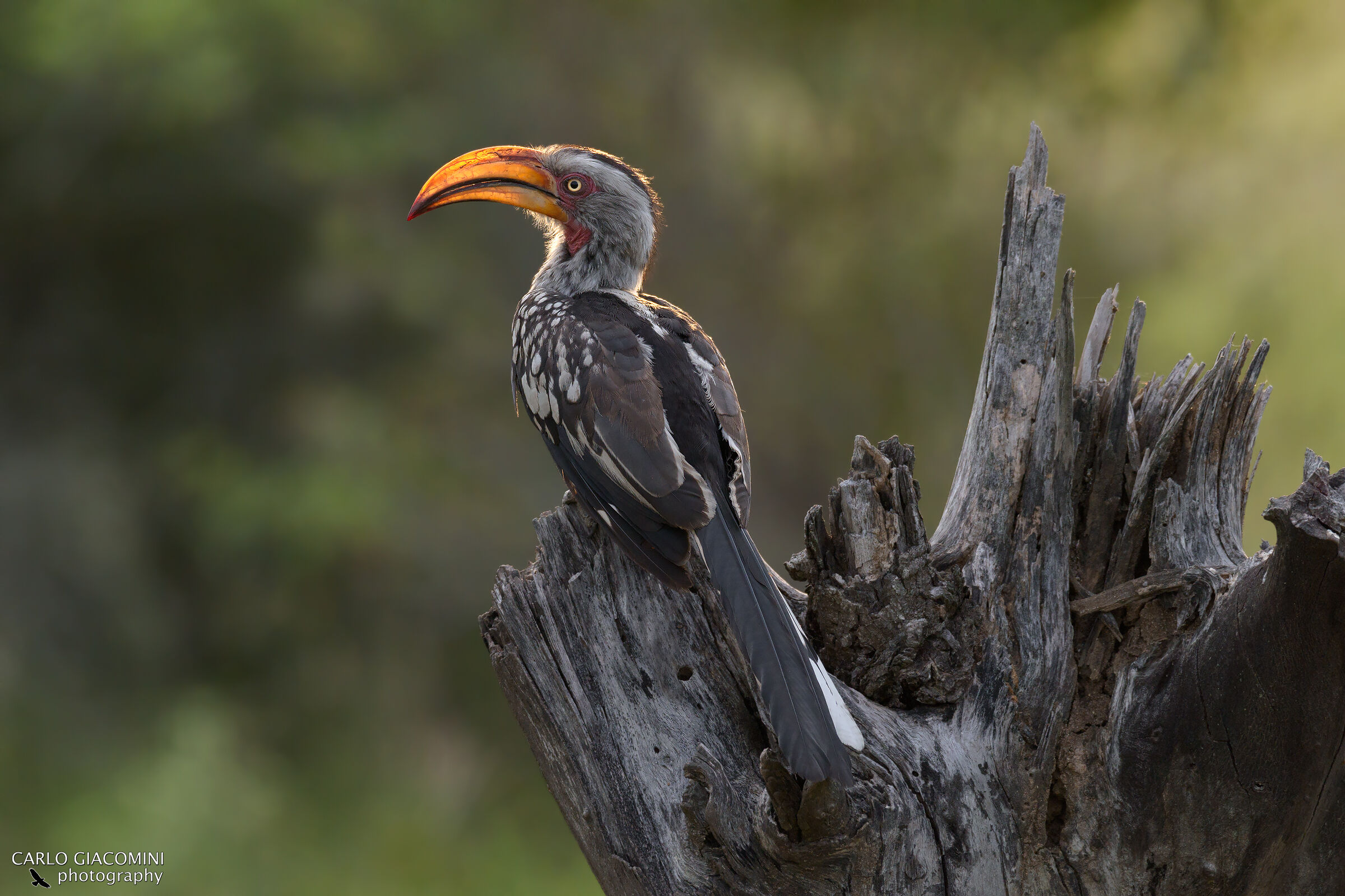 Beccogiallo controluce