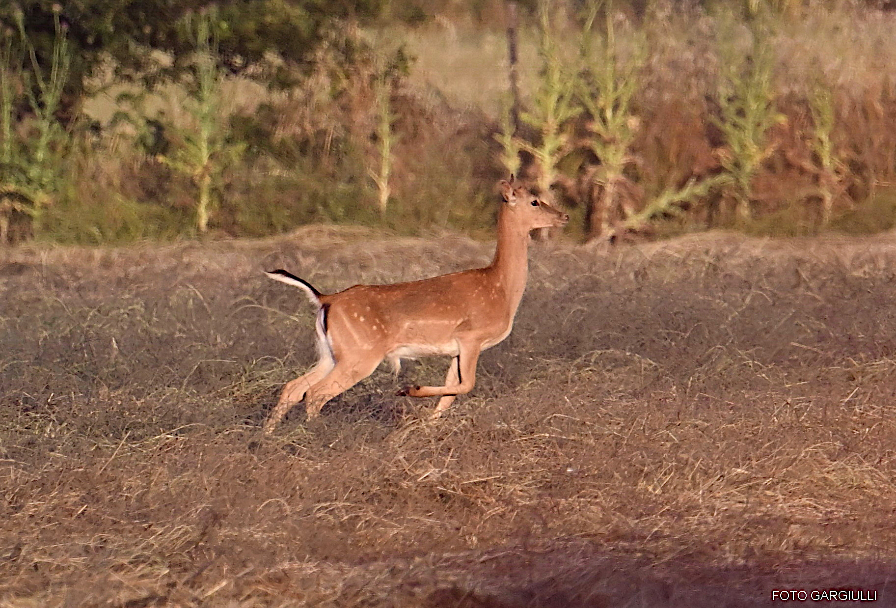 Female fallow deer