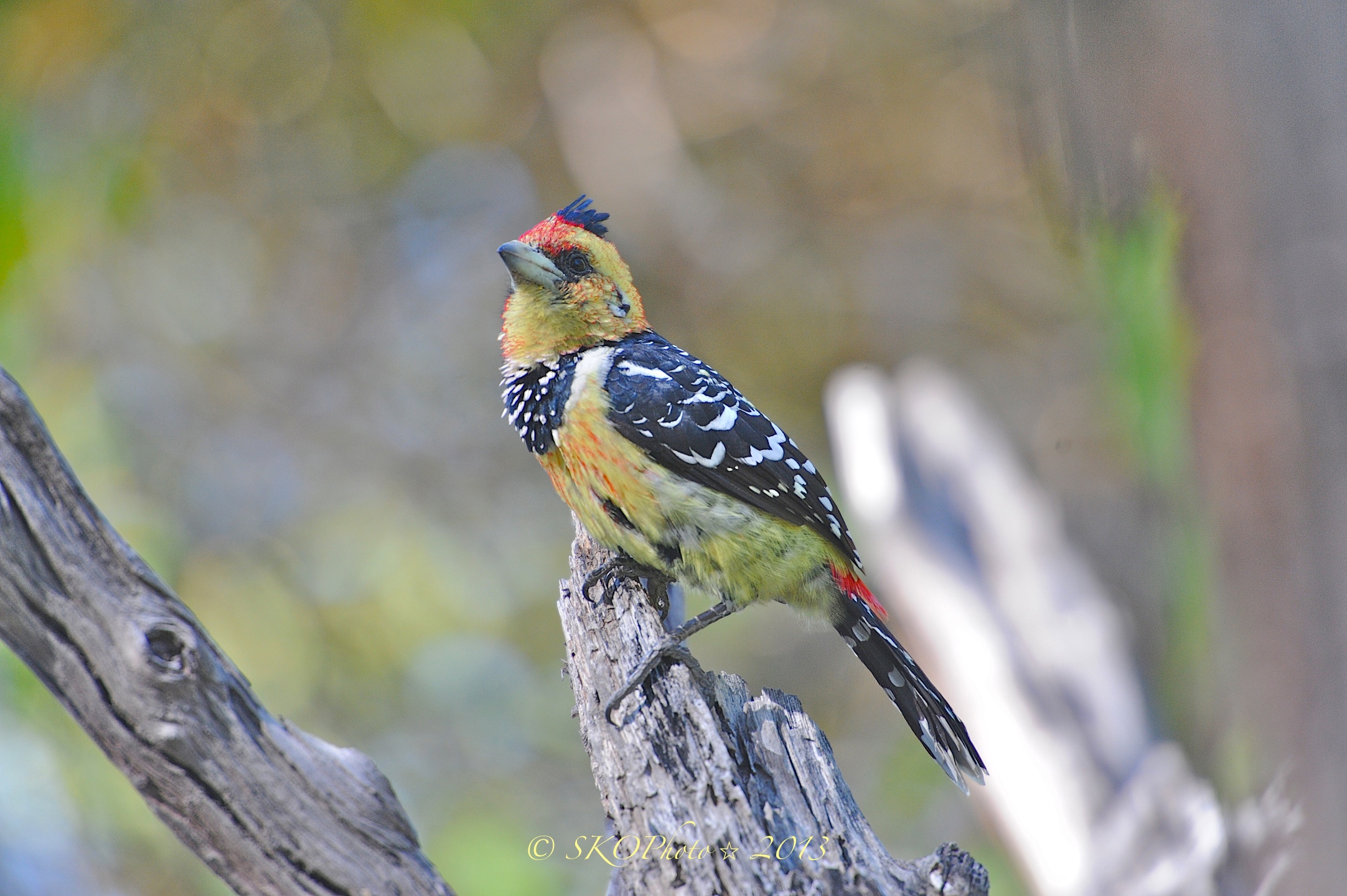Picchio di Vailant o Barbuto crestato