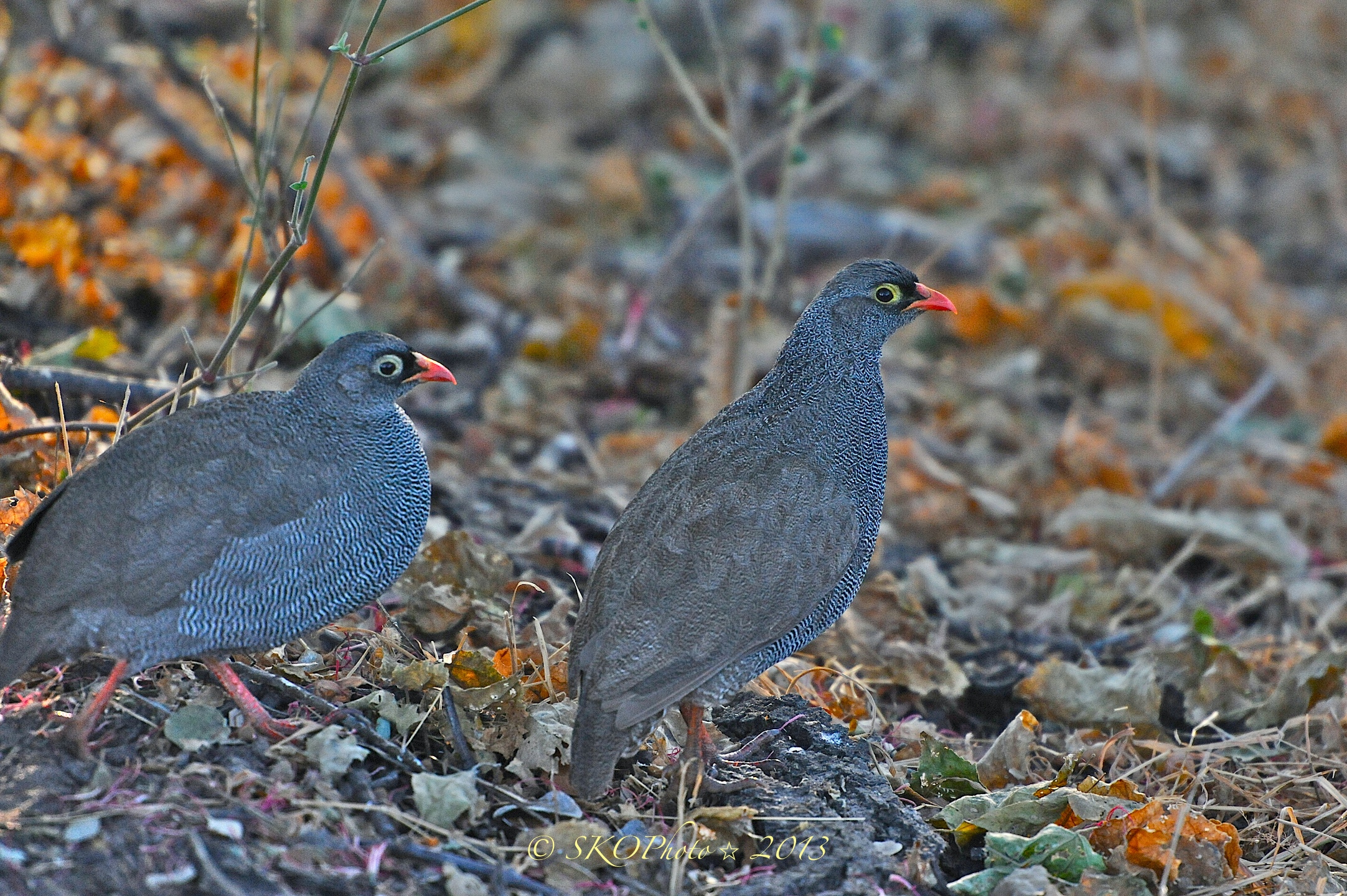 Francolino beccorosso