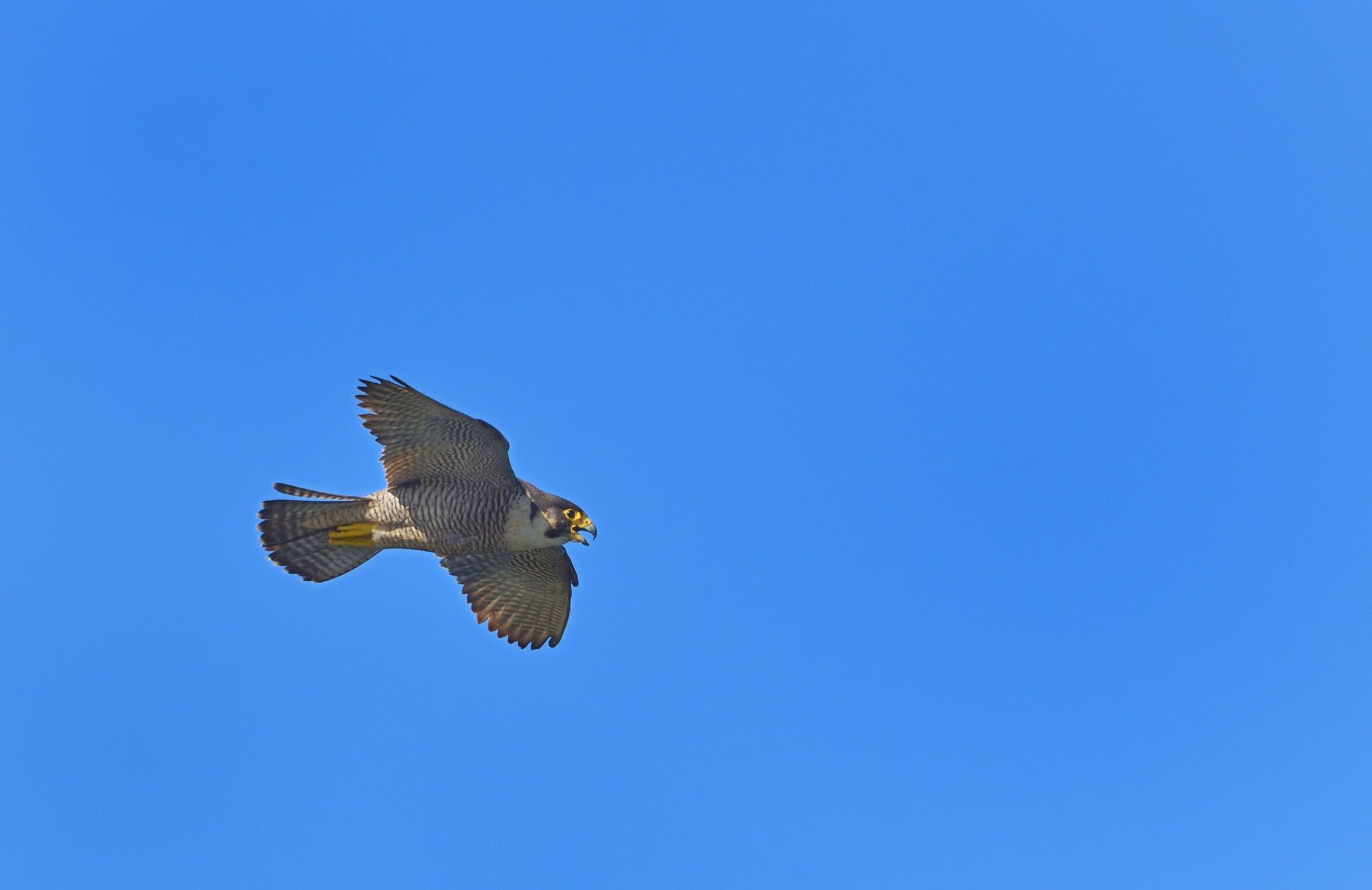 My first Peregrine Falcon