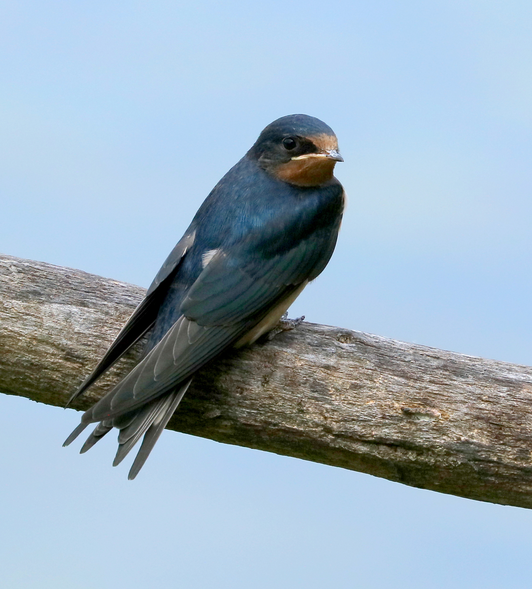 swallow