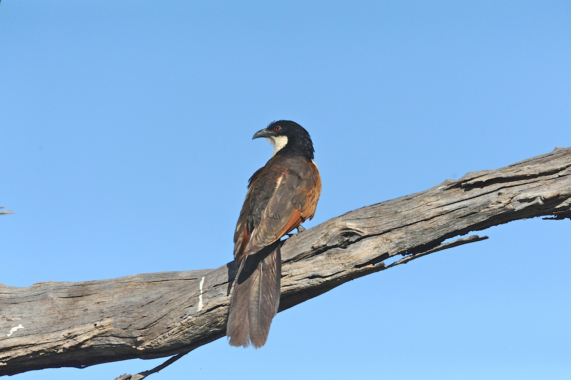 Coucal del Senegal