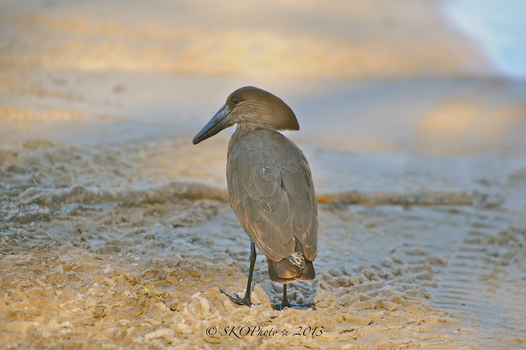Umbretta o Uccello Martello